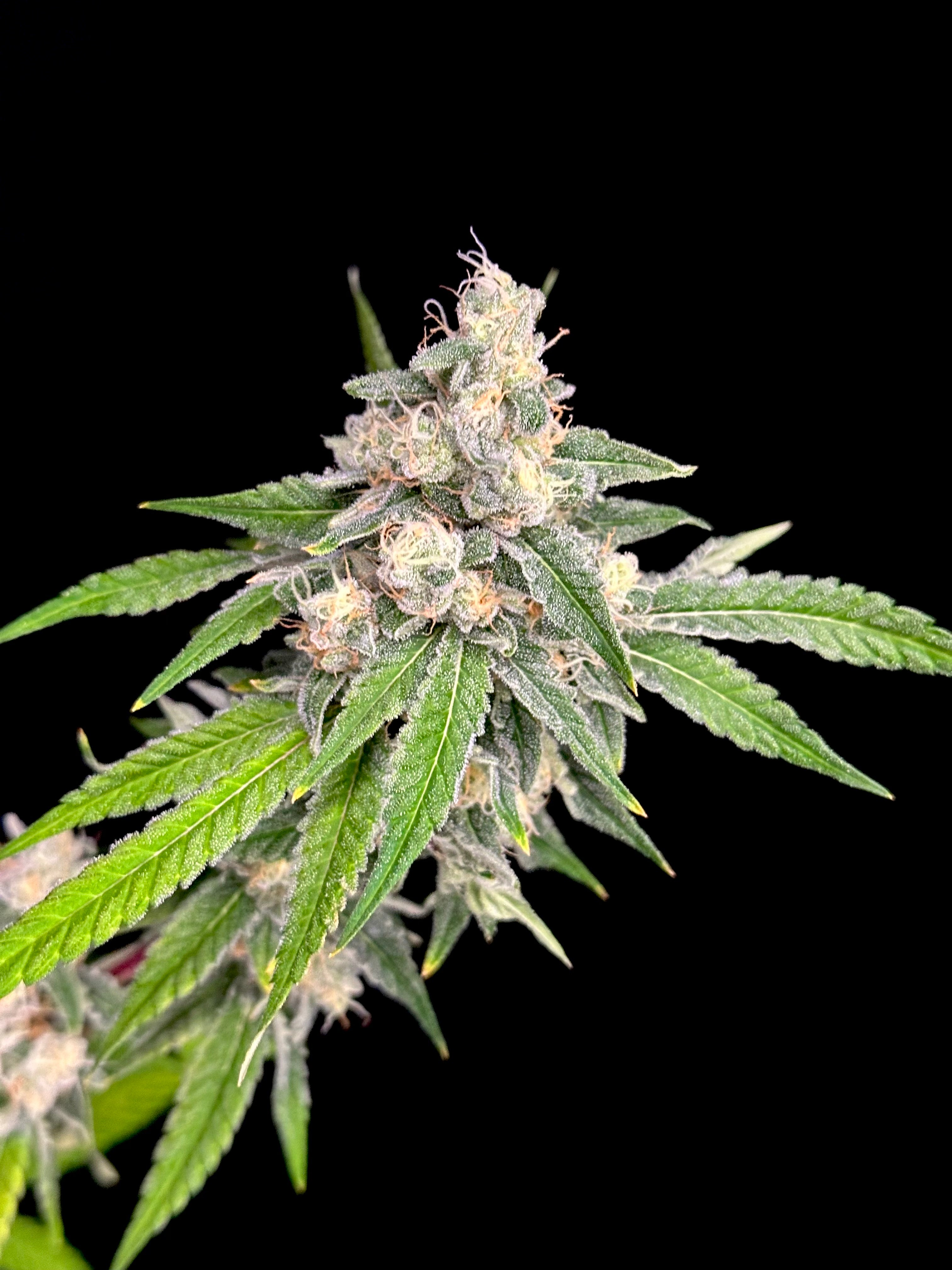 Sour Menthol Banger© (Sour Melon x Headbanger) x Mentha de Croco Bx1 Fern)