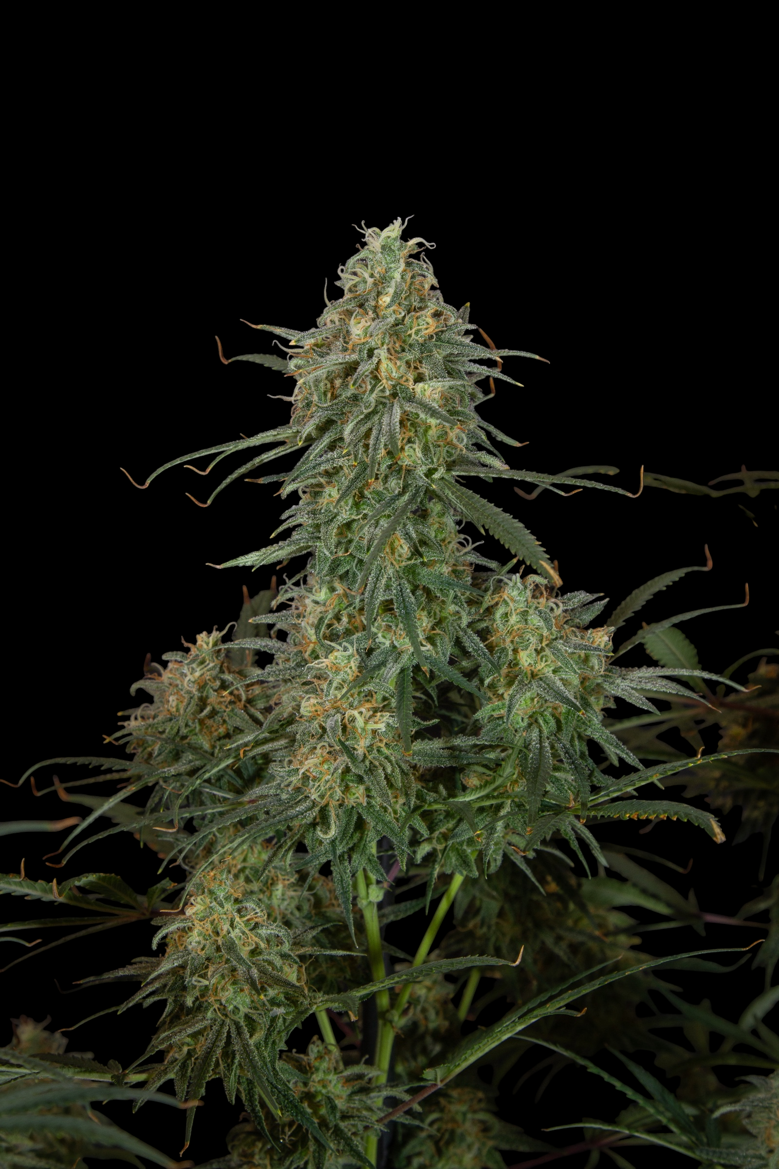 A5Chaze© (A5 Haze x Mentha de Croco Bx1 Fern)