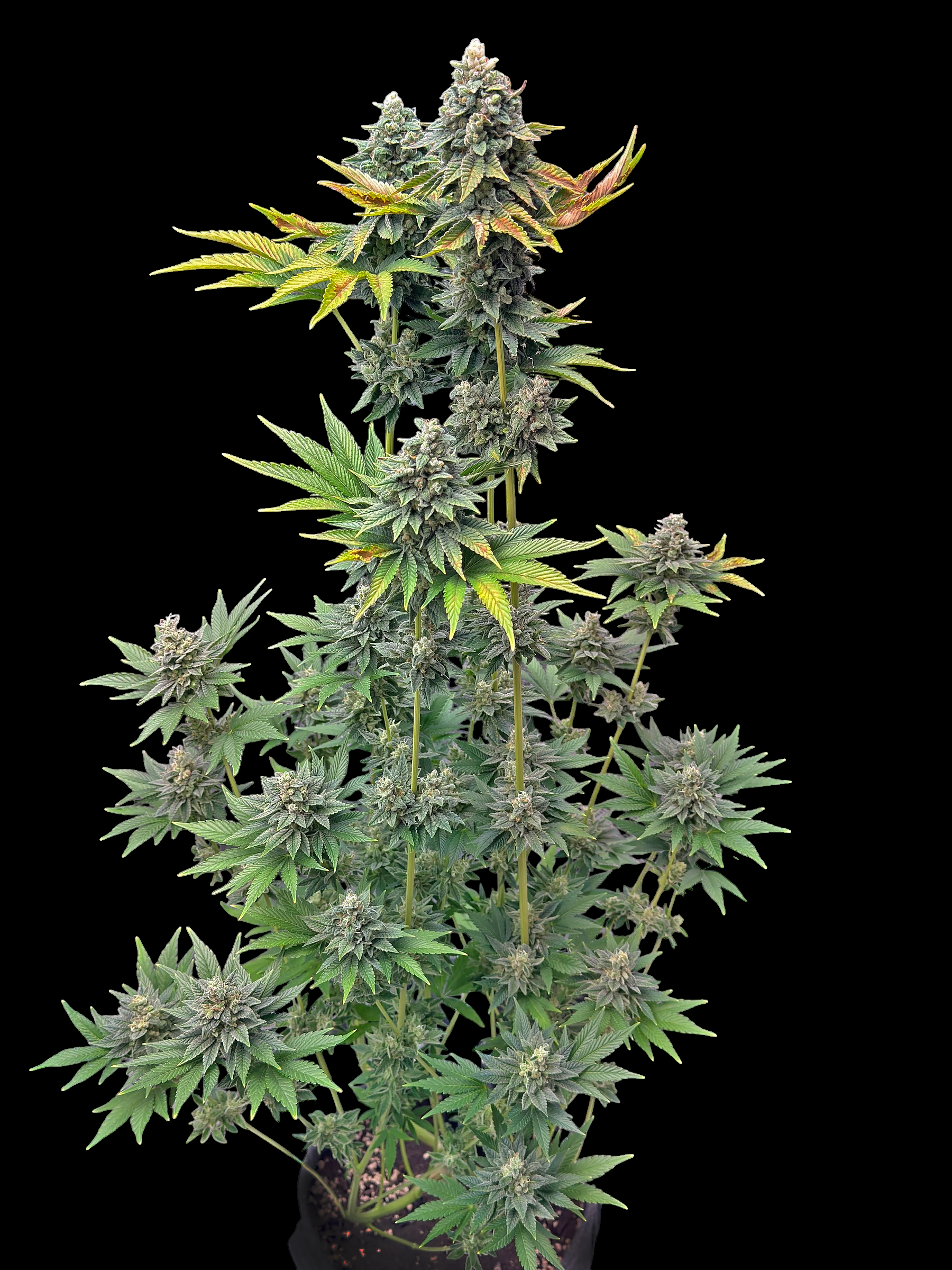Durian Explosion (Forbidden Fruit Cake X Skunk Haze)