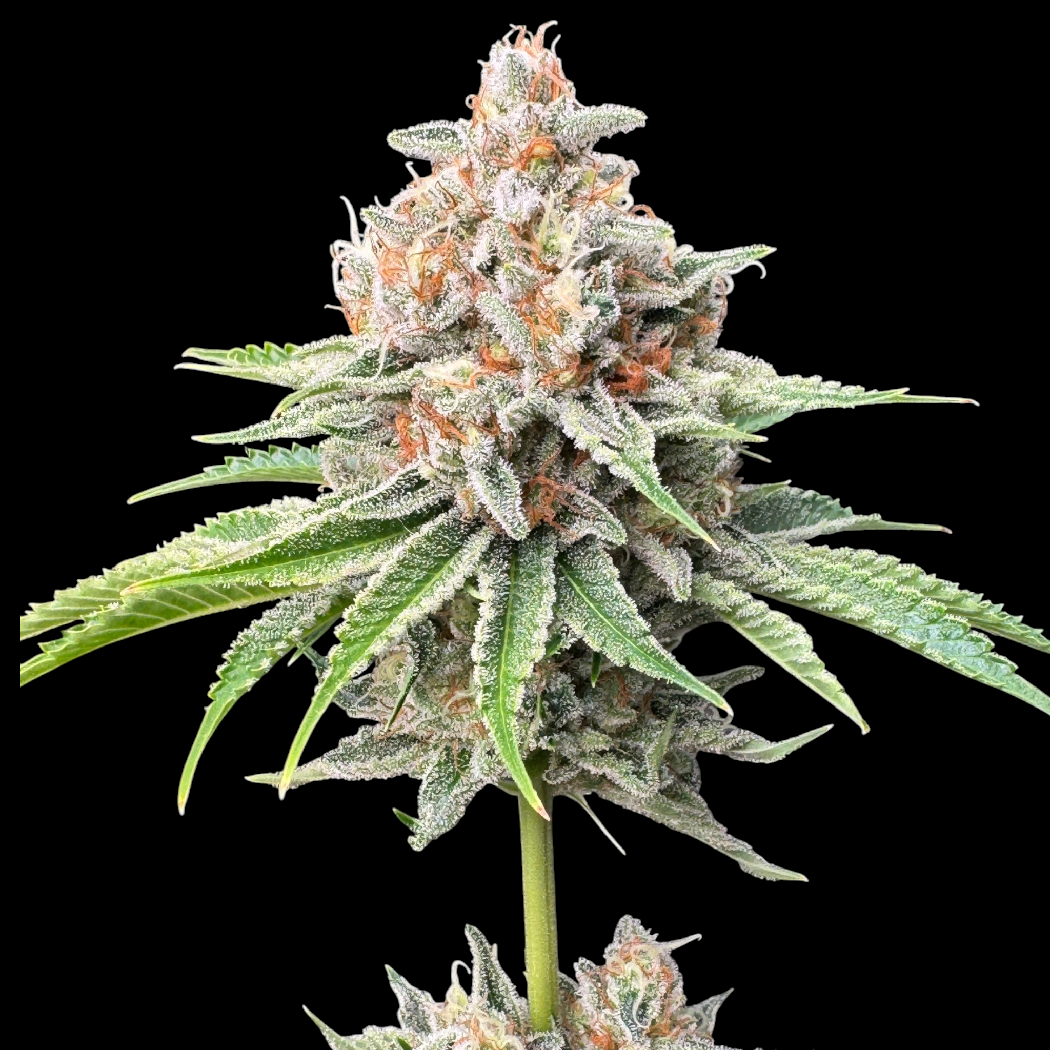 SourCenter OG