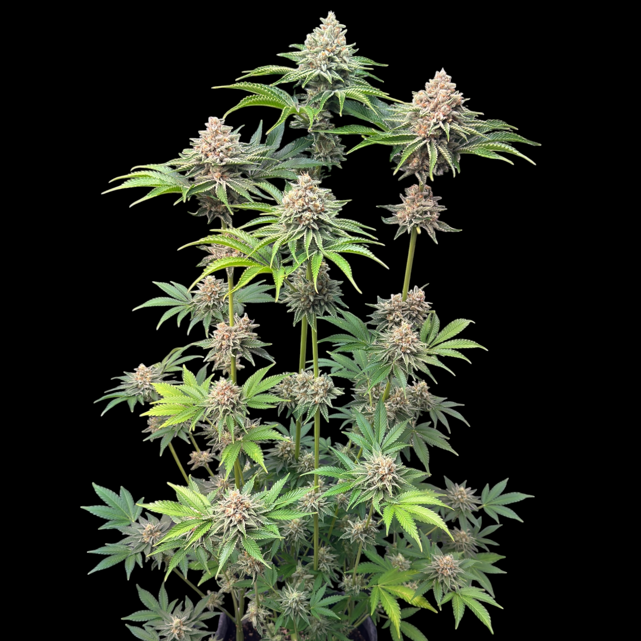SourCenter OG