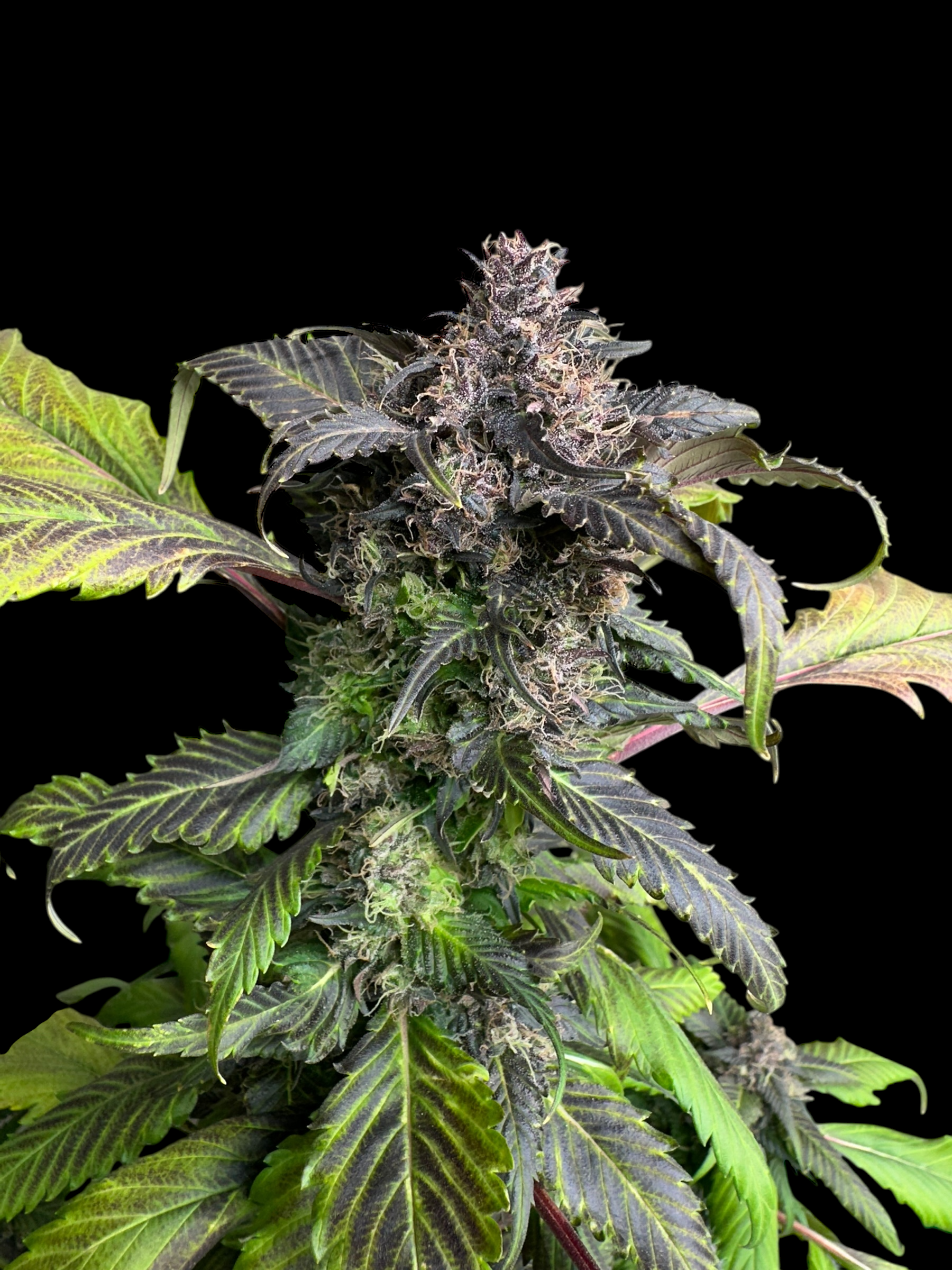 BBQ Cough GPP© (Korean BBQ GPP x (Strawberry Cough x Spicy Temptation GPP)