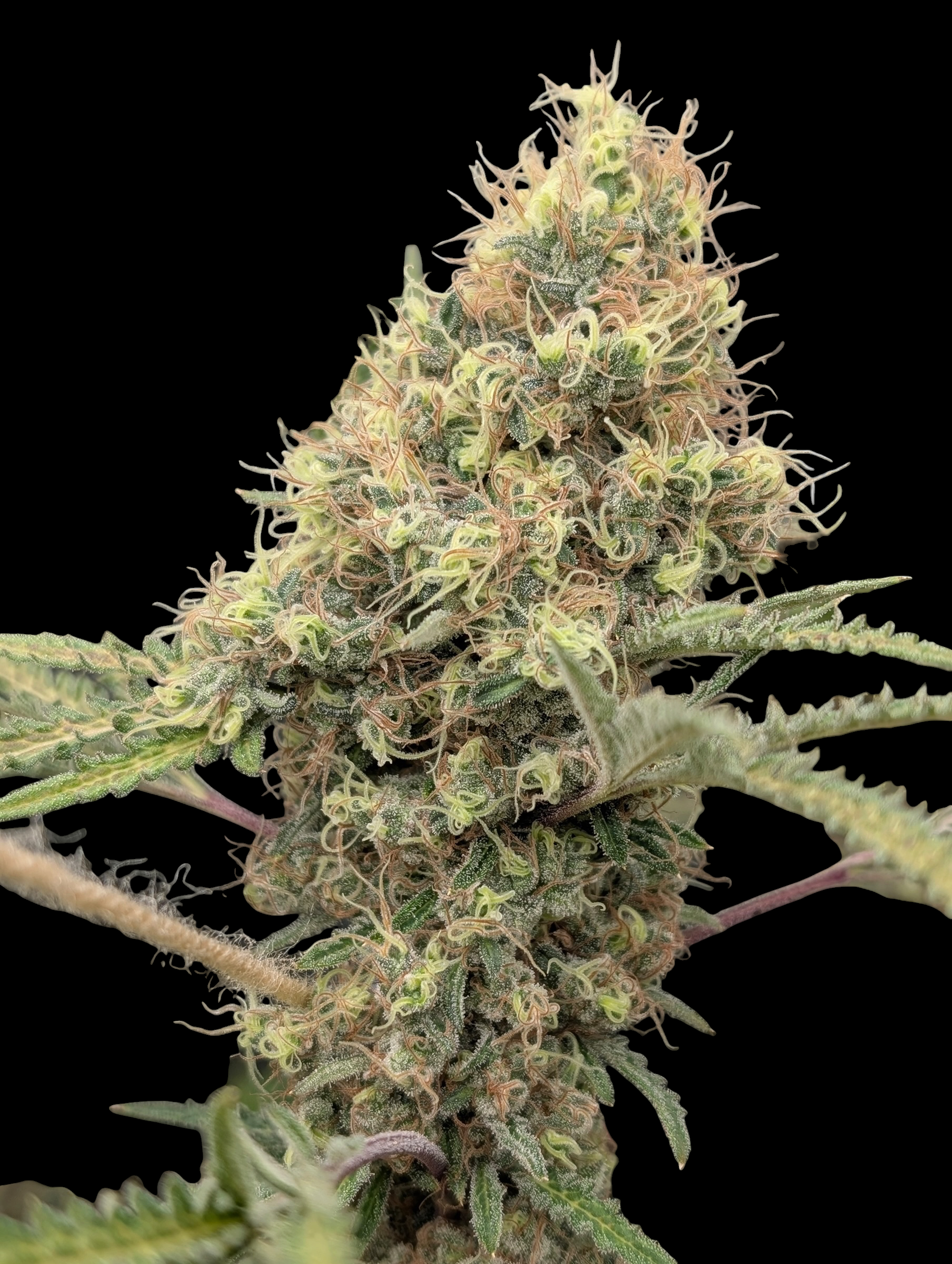 Chem Raptor© (Mentha de Croco #51 F2 × Mentha de Croco "Fusion Raptor F3")