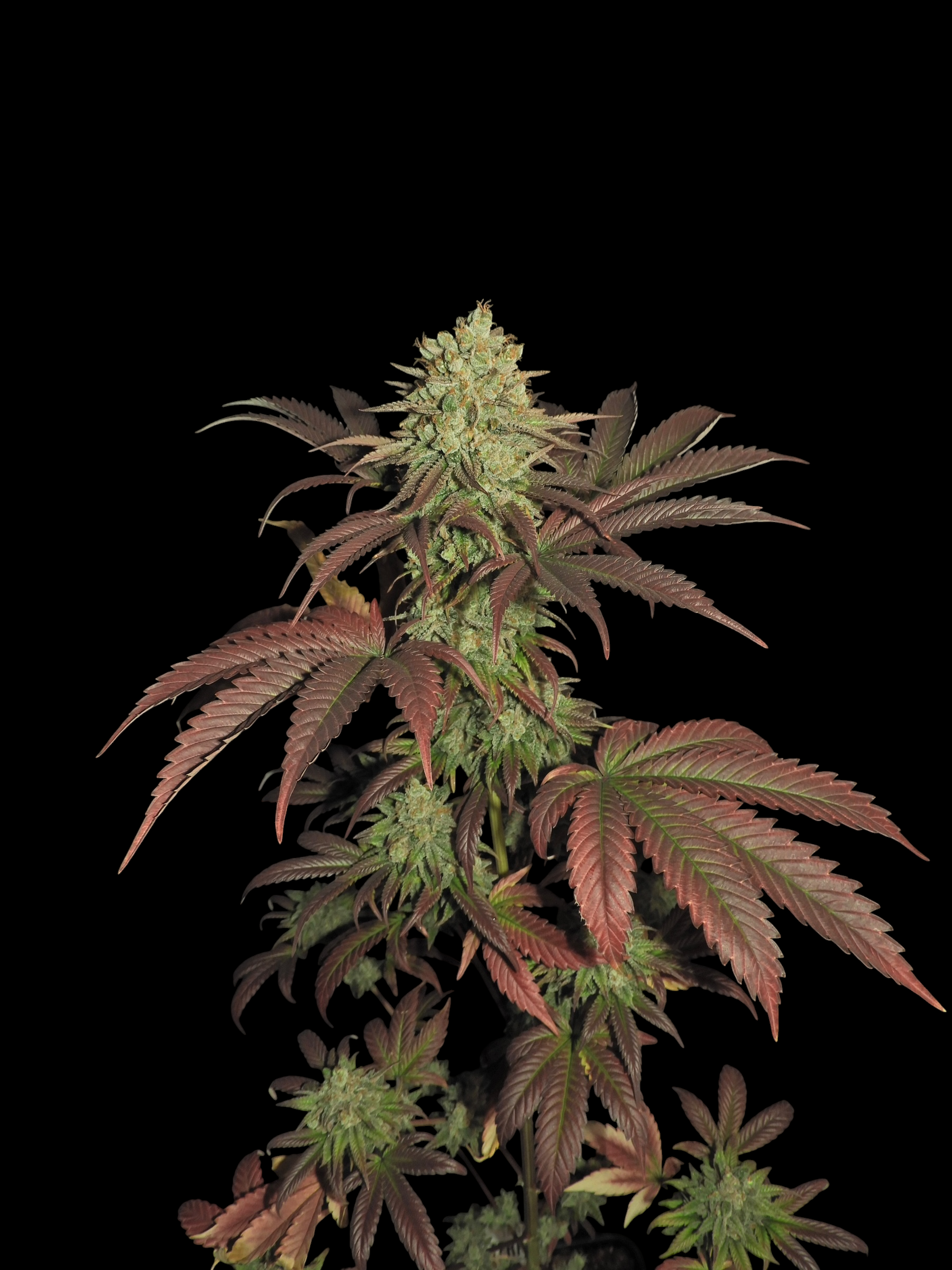 Haze D’Lux© (OG DLux Bx3 "Purple Haze Pheno" x Mentha de Croco Bx1)