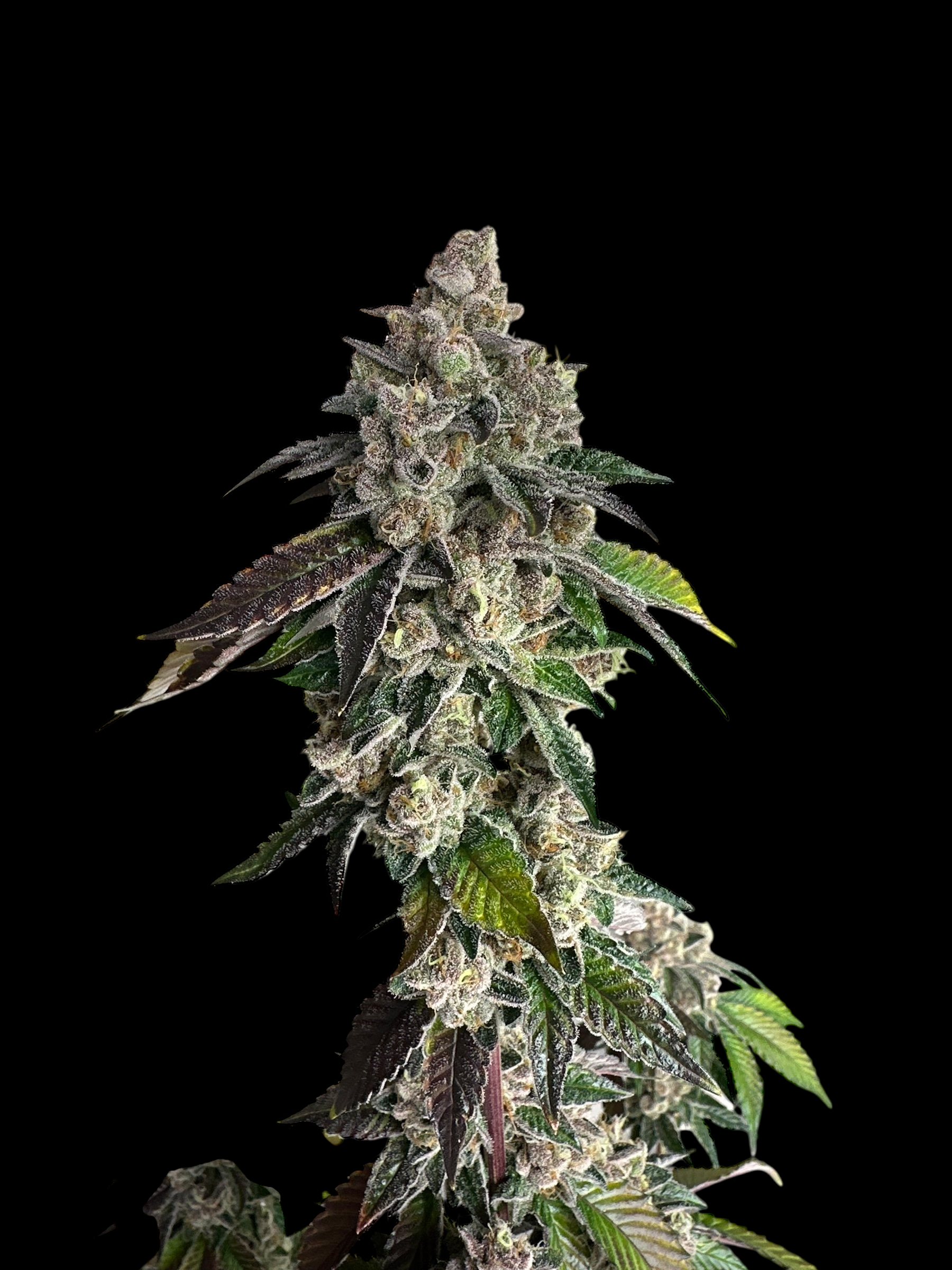 Mandarin Squeeze© (Forbidden Fruit Cake x Old Widow 90’s)