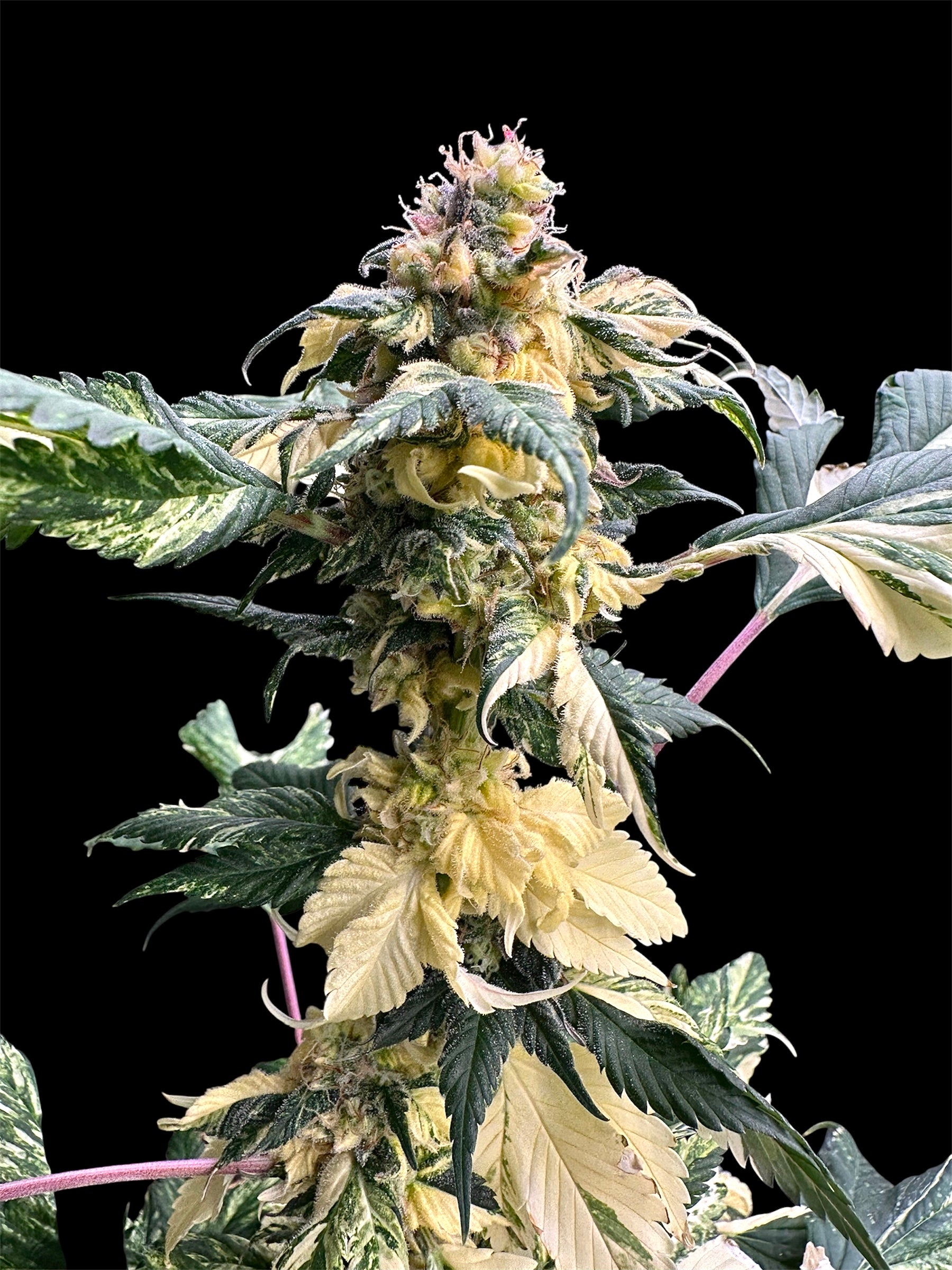 Variegated Sour GPP© Mutant Reg