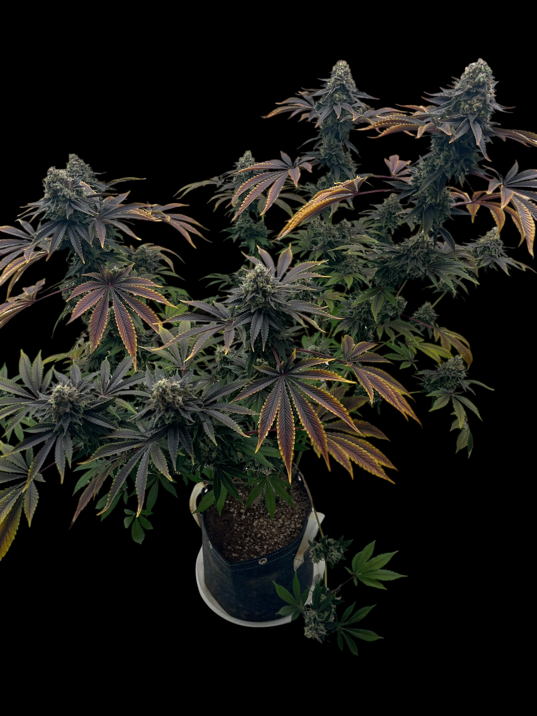 Offshore OG© Fem