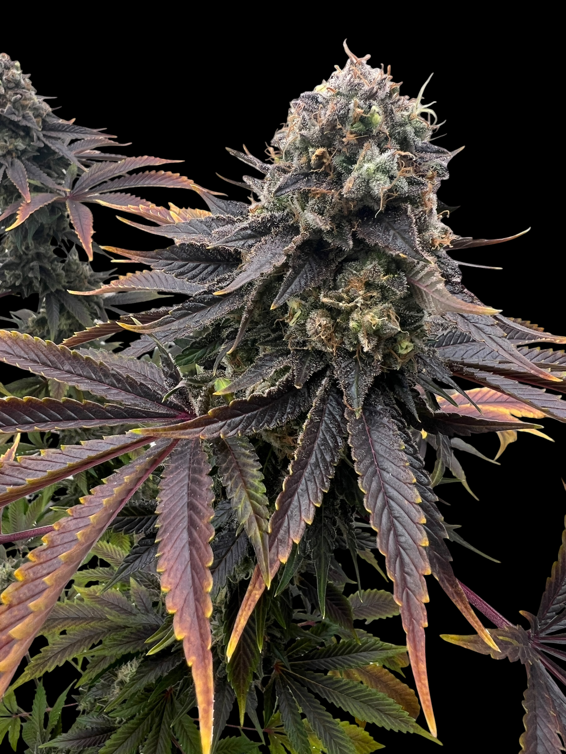 Offshore OG© Fem
