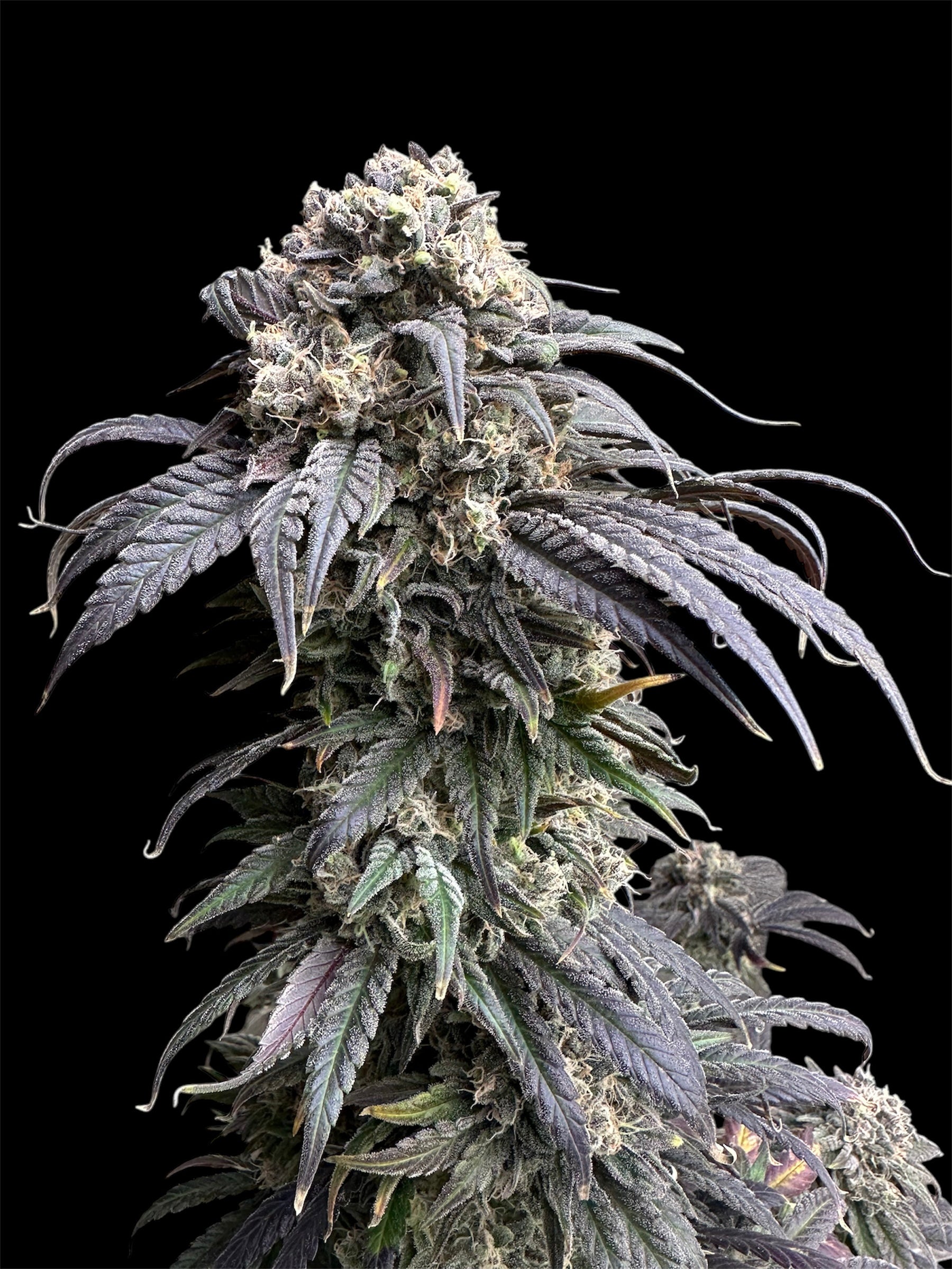 Zacatecas Skunk© Semi-F1 Reg