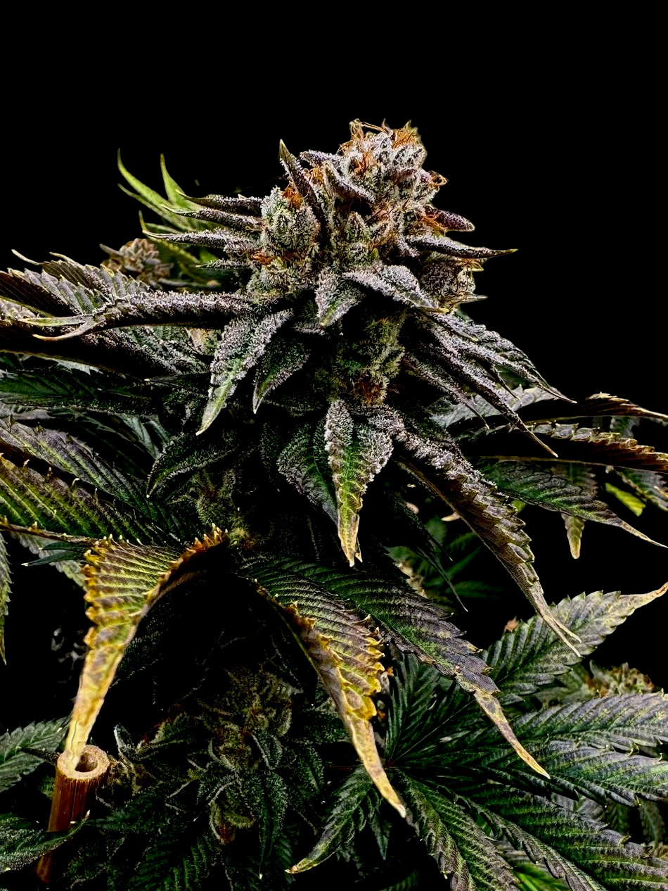 Kombucha© (Sour Diesel x OG Kush Sour Lime Cut)