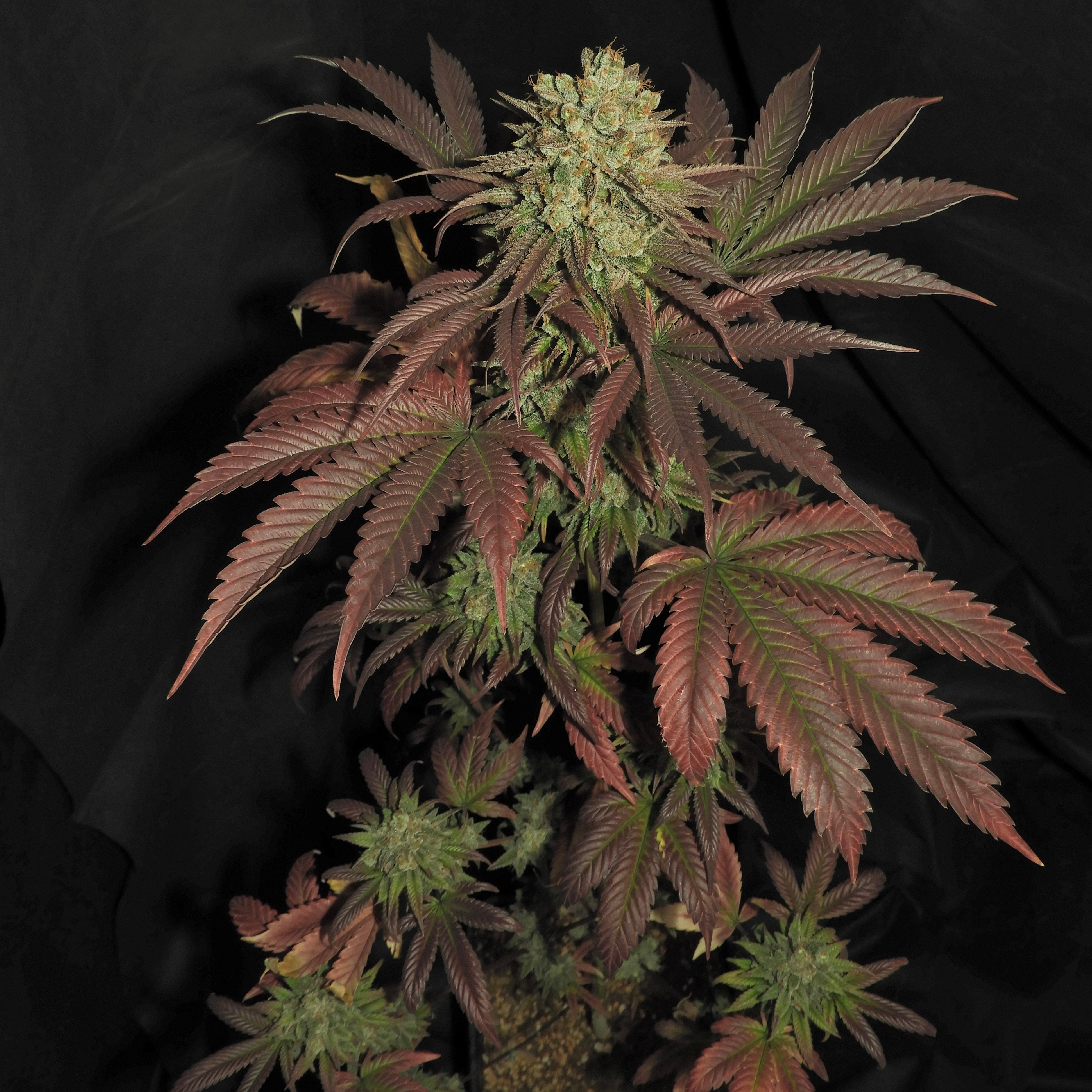 Haze D’Lux© Fem *LIMITED*