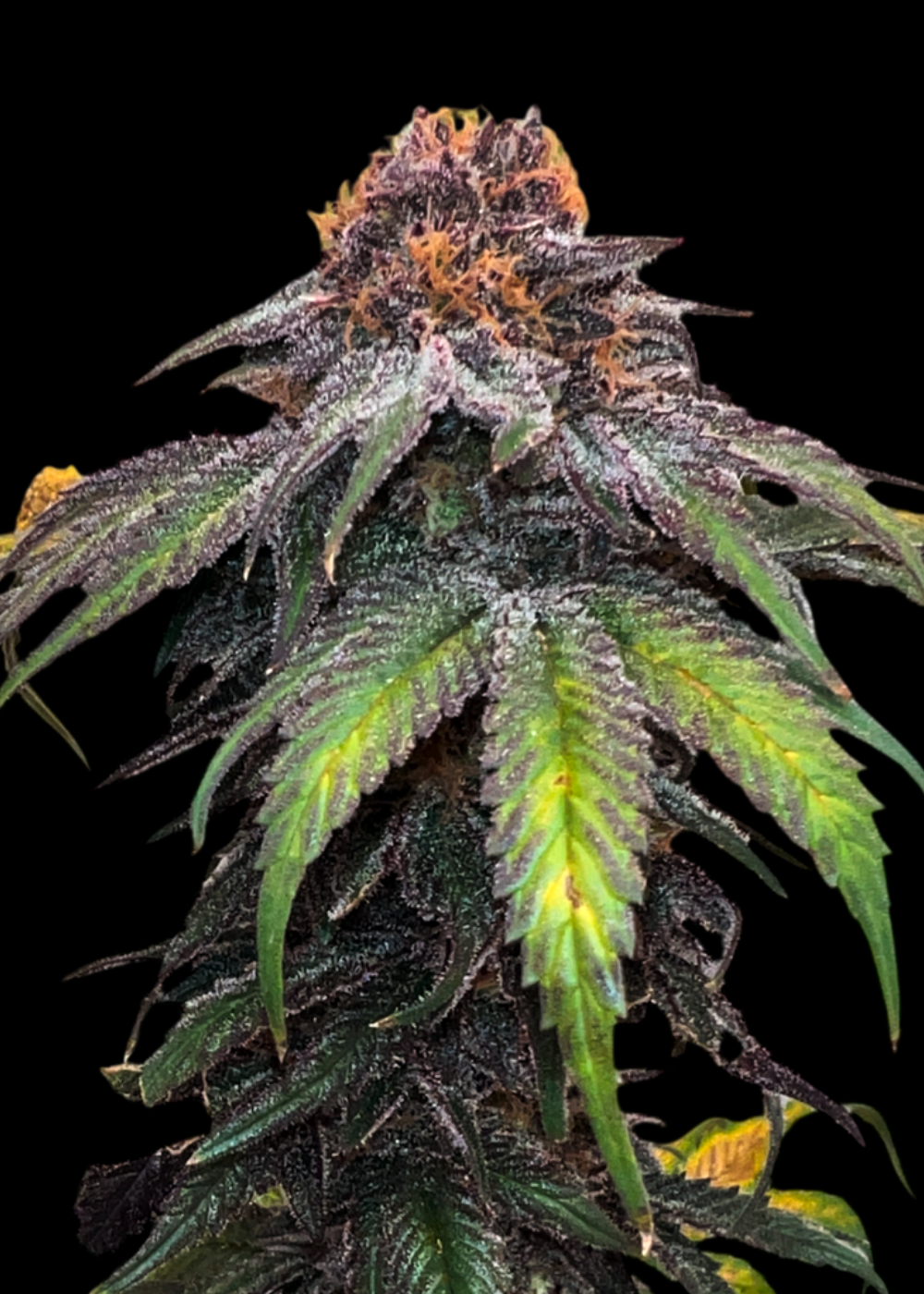 Velvet Cherry CBD© Fem