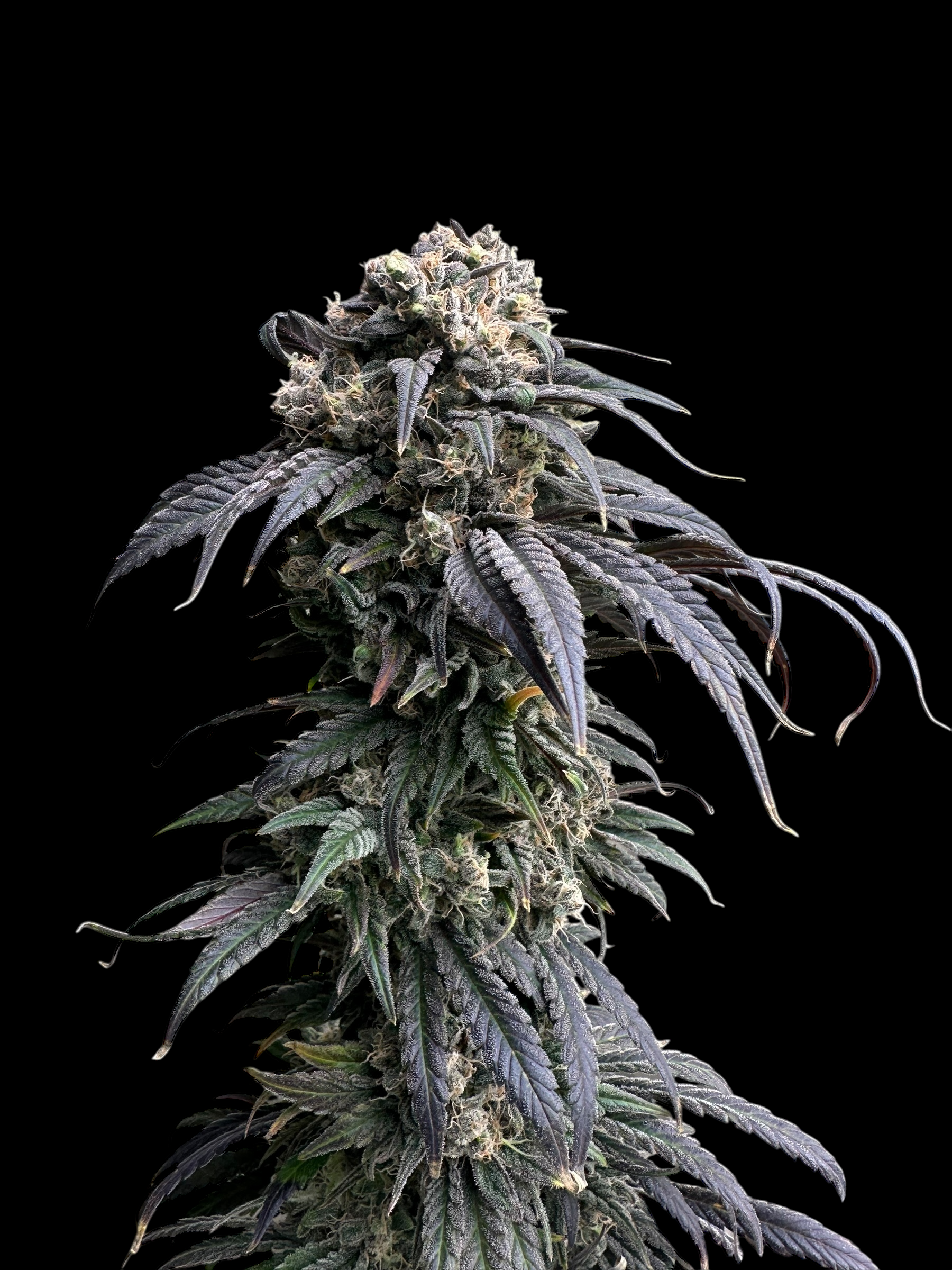 Zacatecas Skunk© Semi F1 Reg