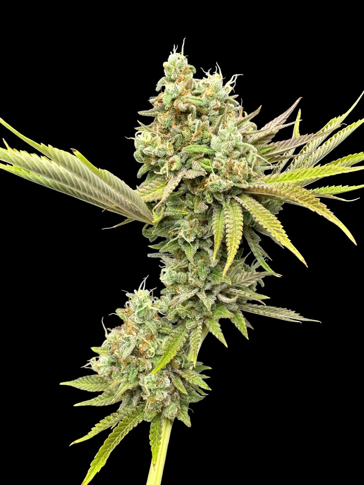 Dirty Sour© (Sour Diesel Bx2 x Mentha de Croco Bx1 Fern)