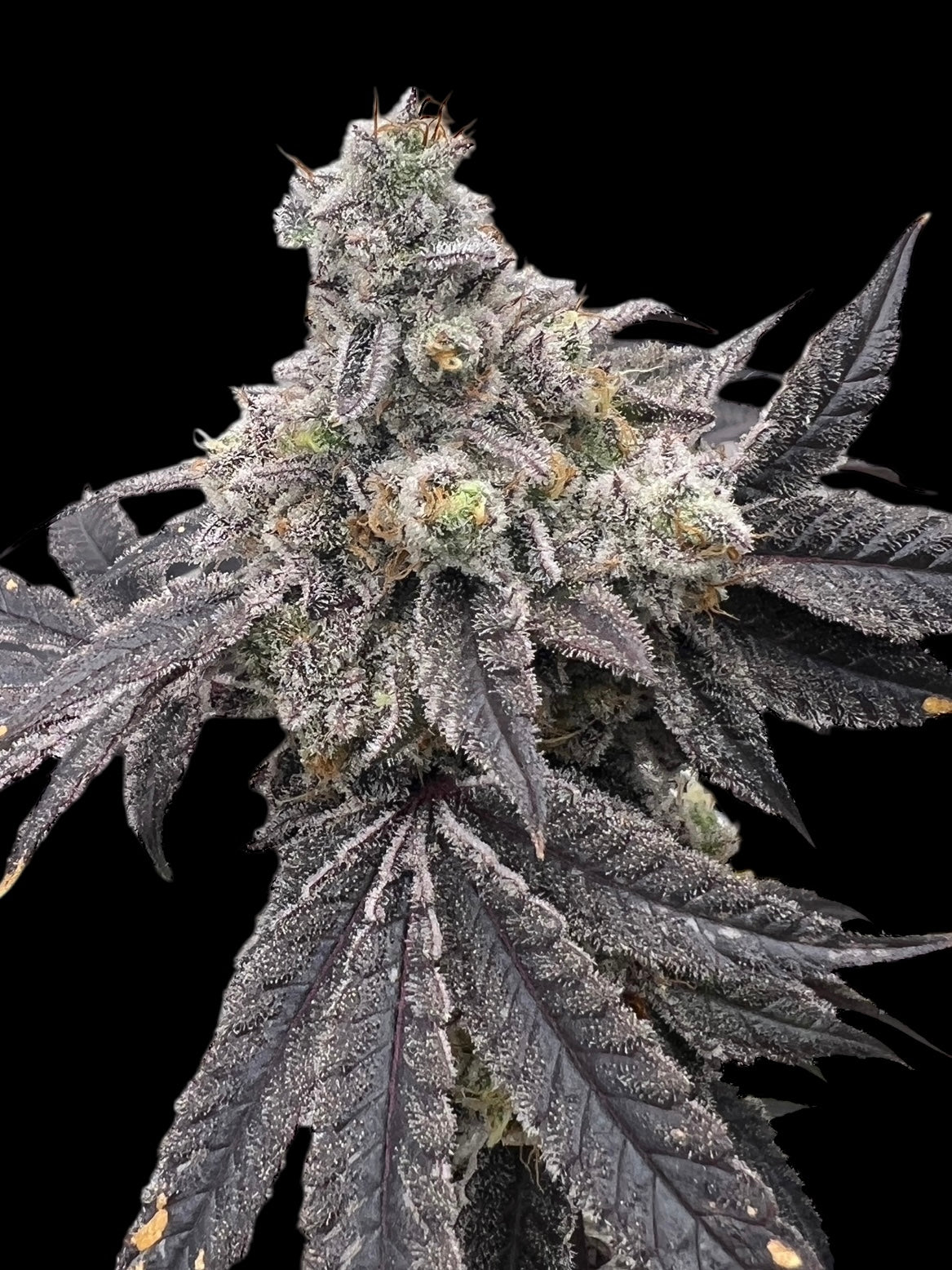 TerpyZ Punch S1 Fem