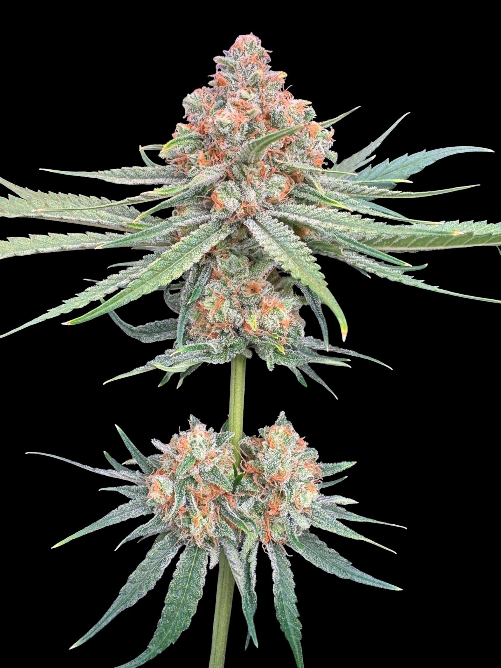 Haze Guava