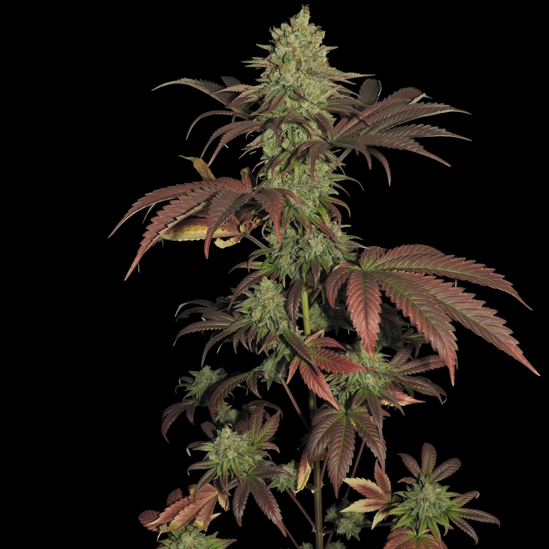 Haze D’Lux© Fem *LIMITED*