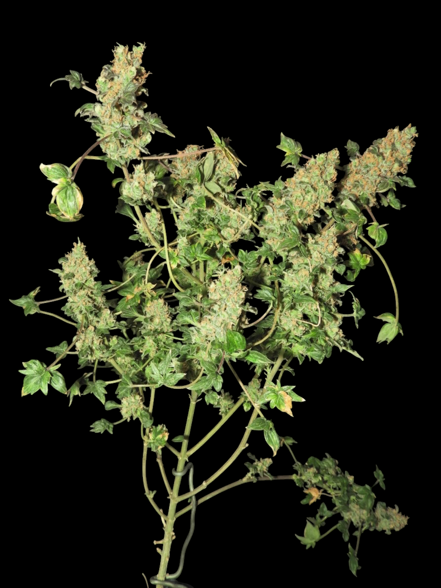 ABC Pink OG© Mutant Reg