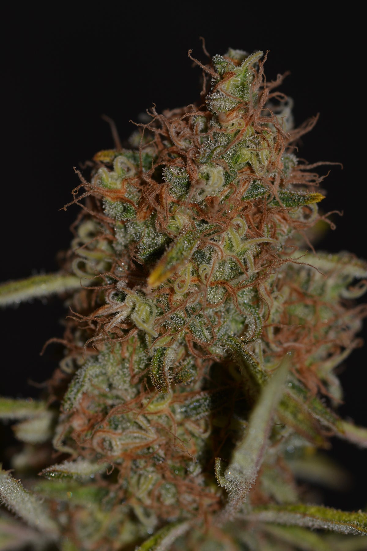 Banana Chem Freak© (Banana Punch Freak x Blueberry Vintage Freak x Mentha de Croco F3 "Fusion Raptor")