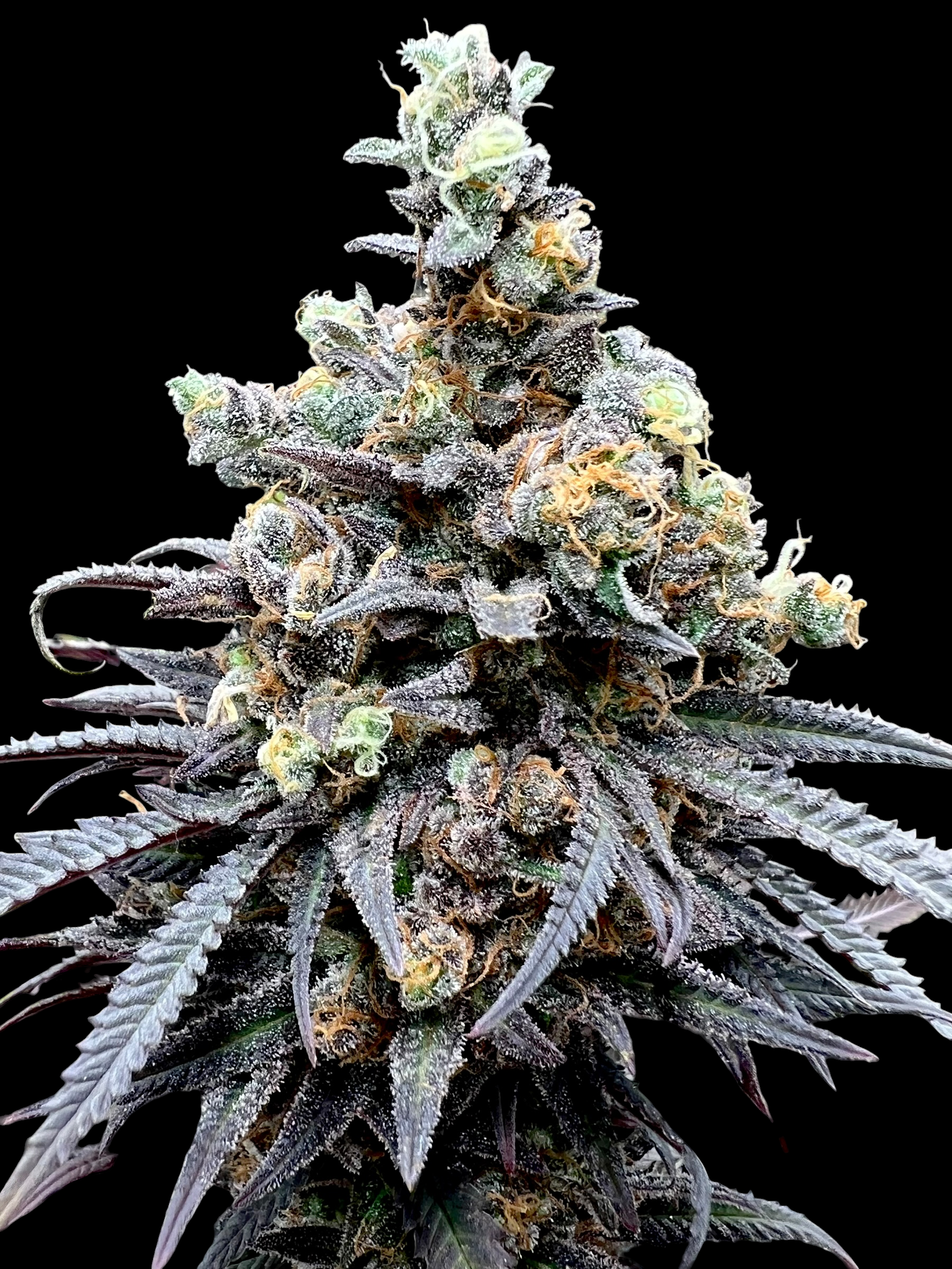 Mentha de Croco© Mentha de Croco F1 (Butterfly) x Mentha de Croco F2 (Croco)