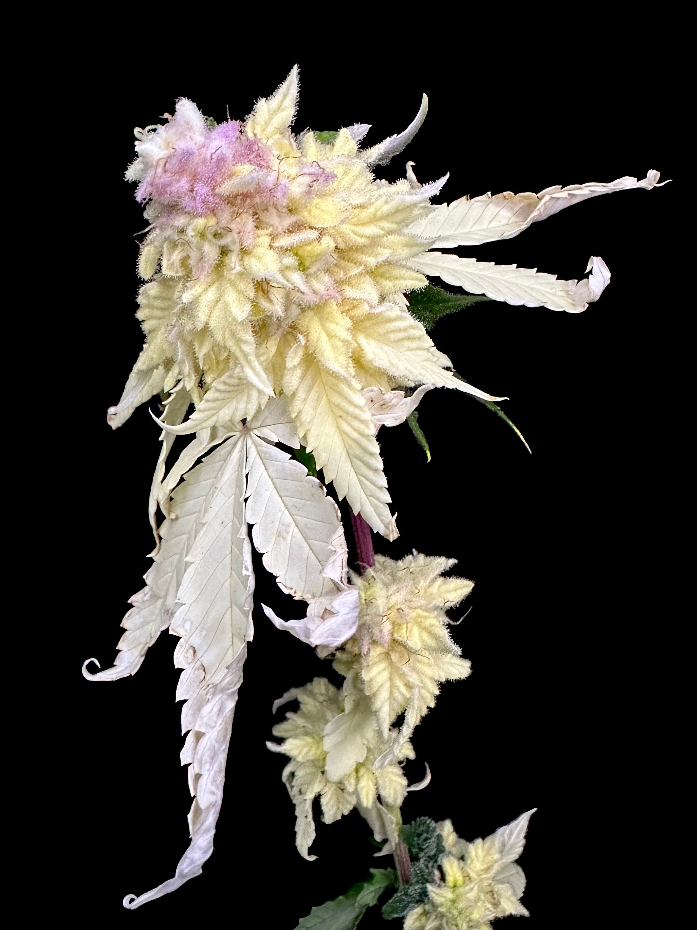 Variegated Parmigiano (Variegated Sour GPP x Guava Mezcal "Cheesus Christ Cut")