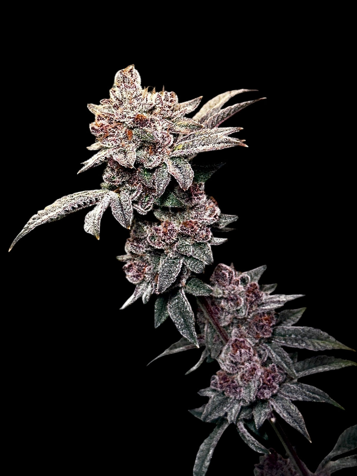 Gary & Gas© (Gary’s Nuts × Mentha de Croco Bx1 Fern)