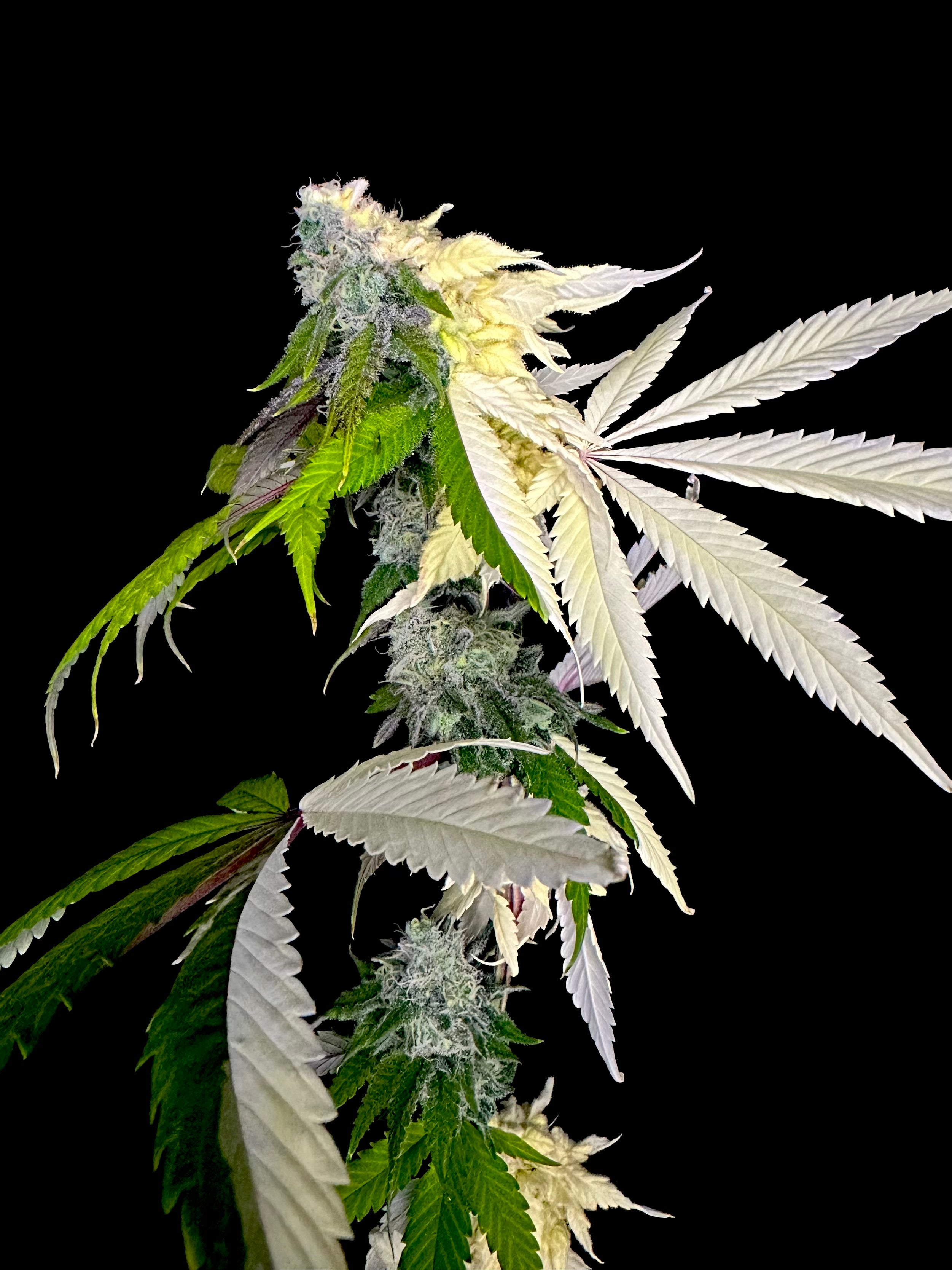Variegated Parmigiano (Variegated Sour GPP x Guava Mezcal "Cheesus Christ Cut")