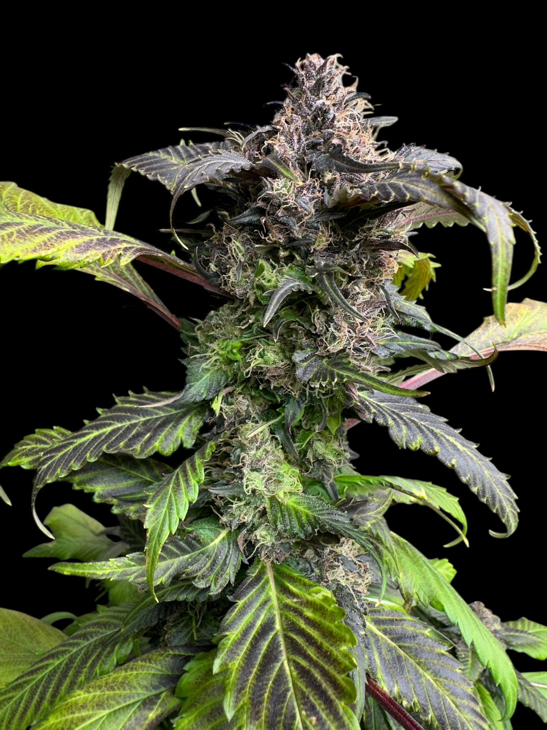 BBQ Cough GPP© (Korean BBQ GPP x (Strawberry Cough x Spicy Temptation GPP)