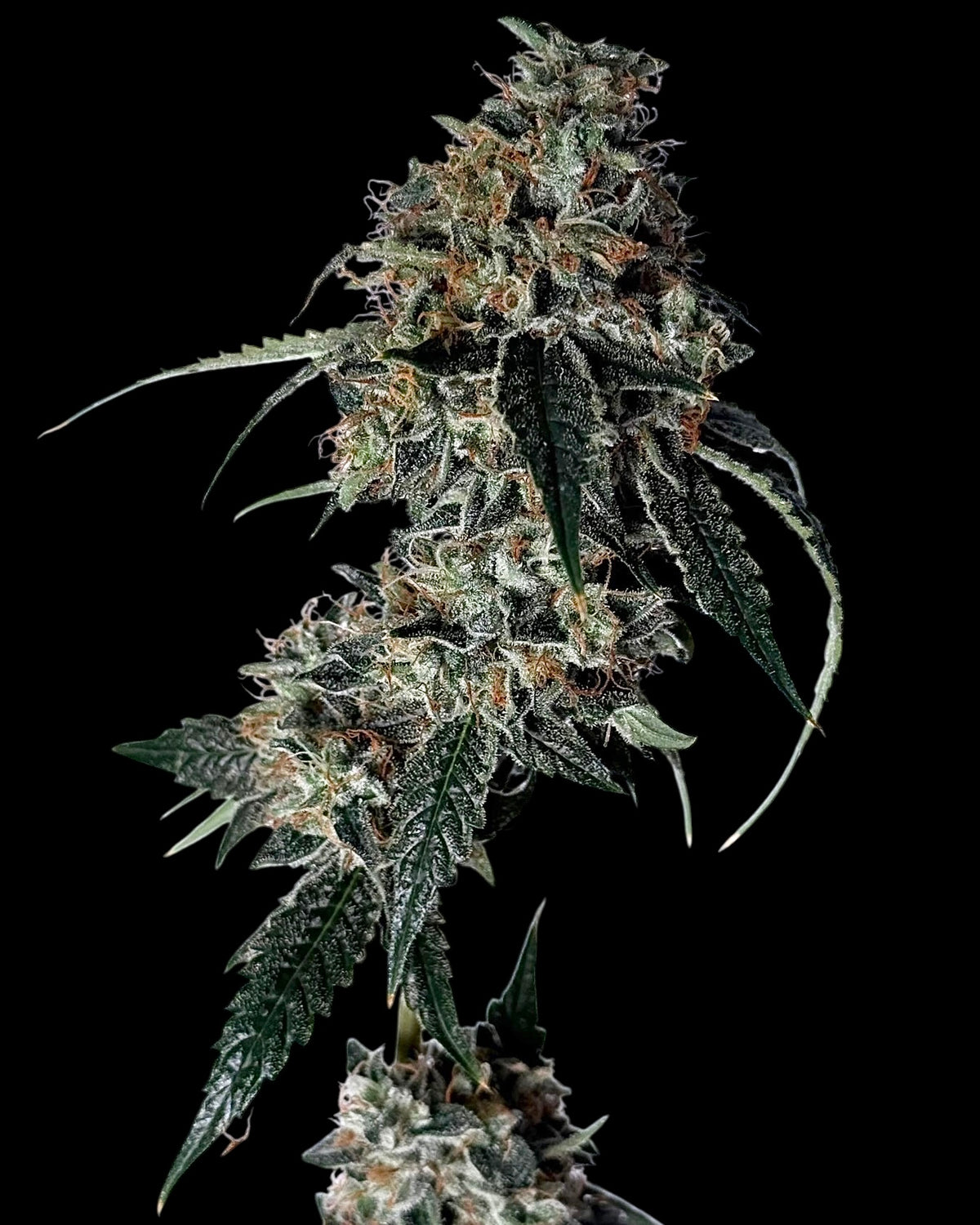 78 Melons (Sour Chem 78 x Sour Melon)