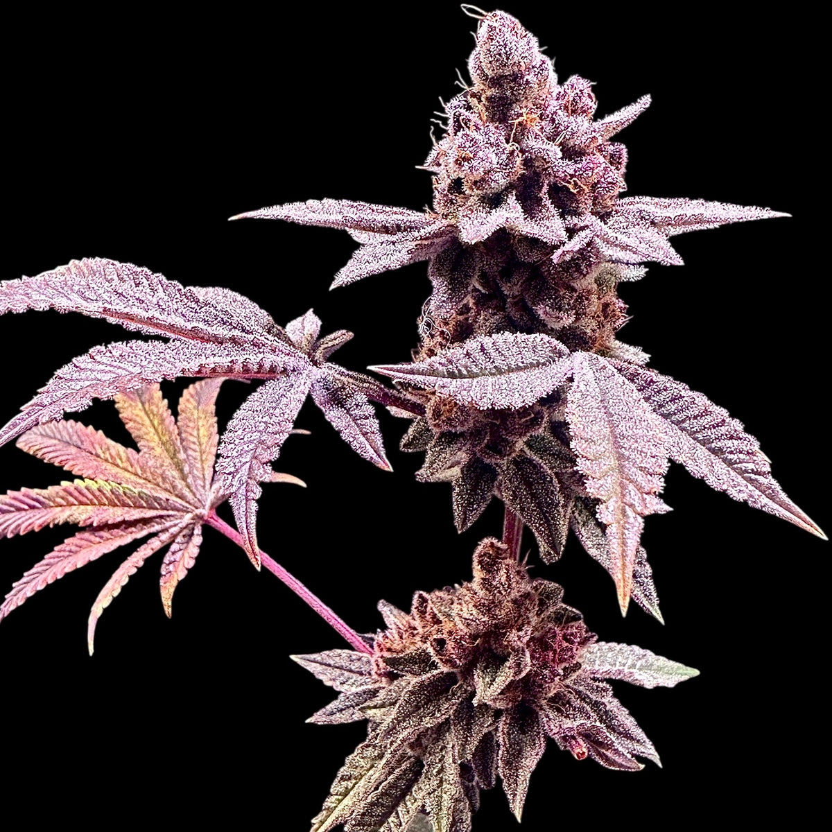 Gary & Gas© (Gary’s Nuts × Mentha de Croco Bx1 Fern)