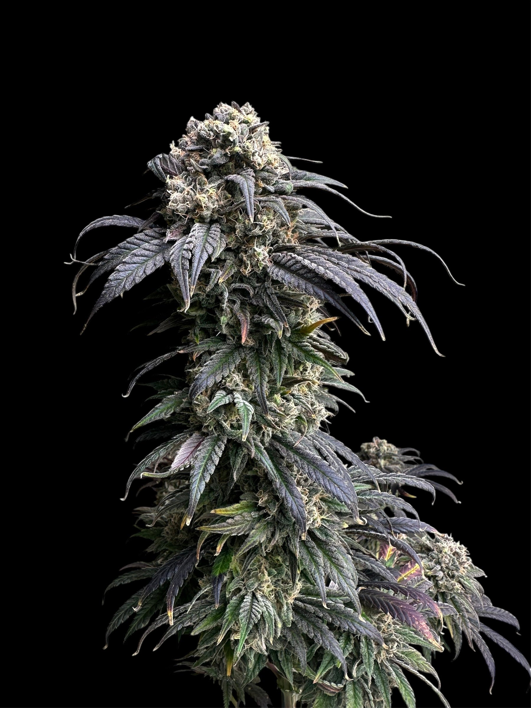 Zacatecas Skunk© Semi F1 Reg