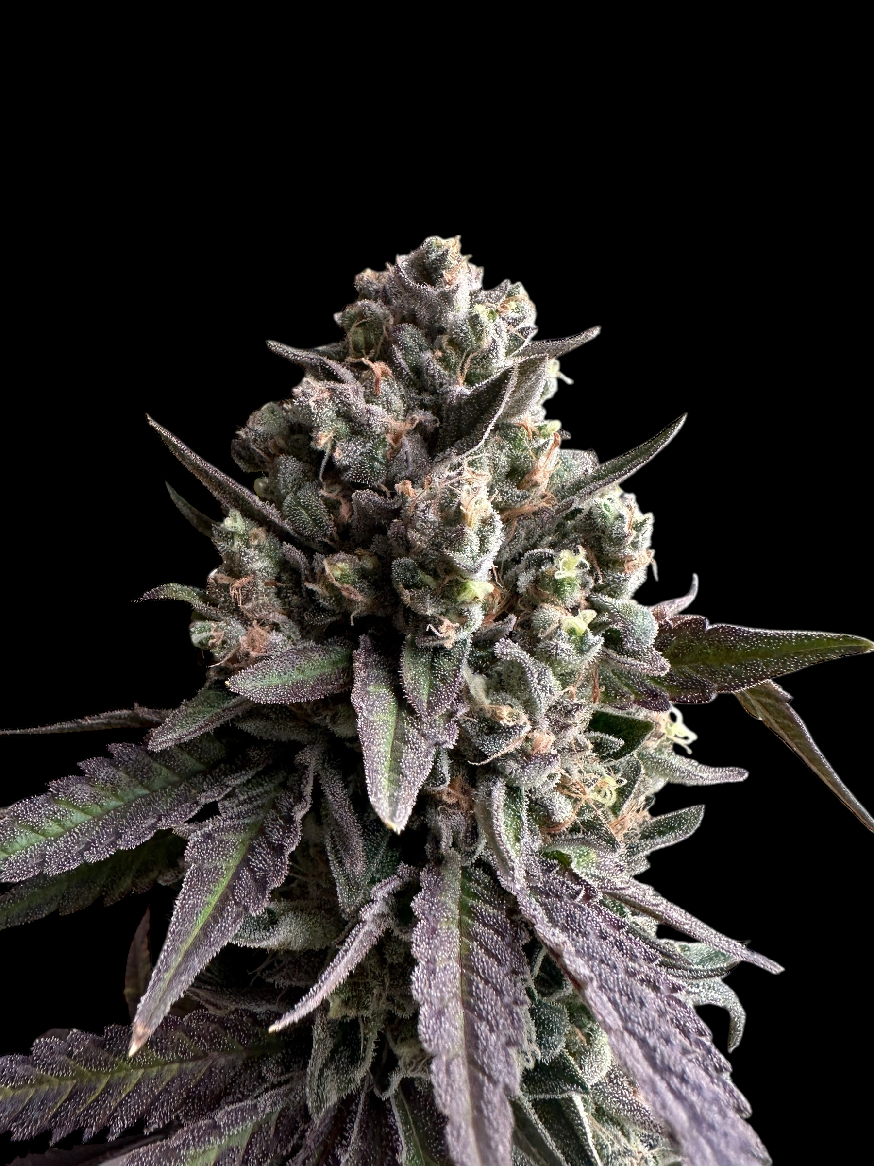 Cheddar Mintz© (Melon Cheddar x Mentha de Croco F1 "Fern-Type")