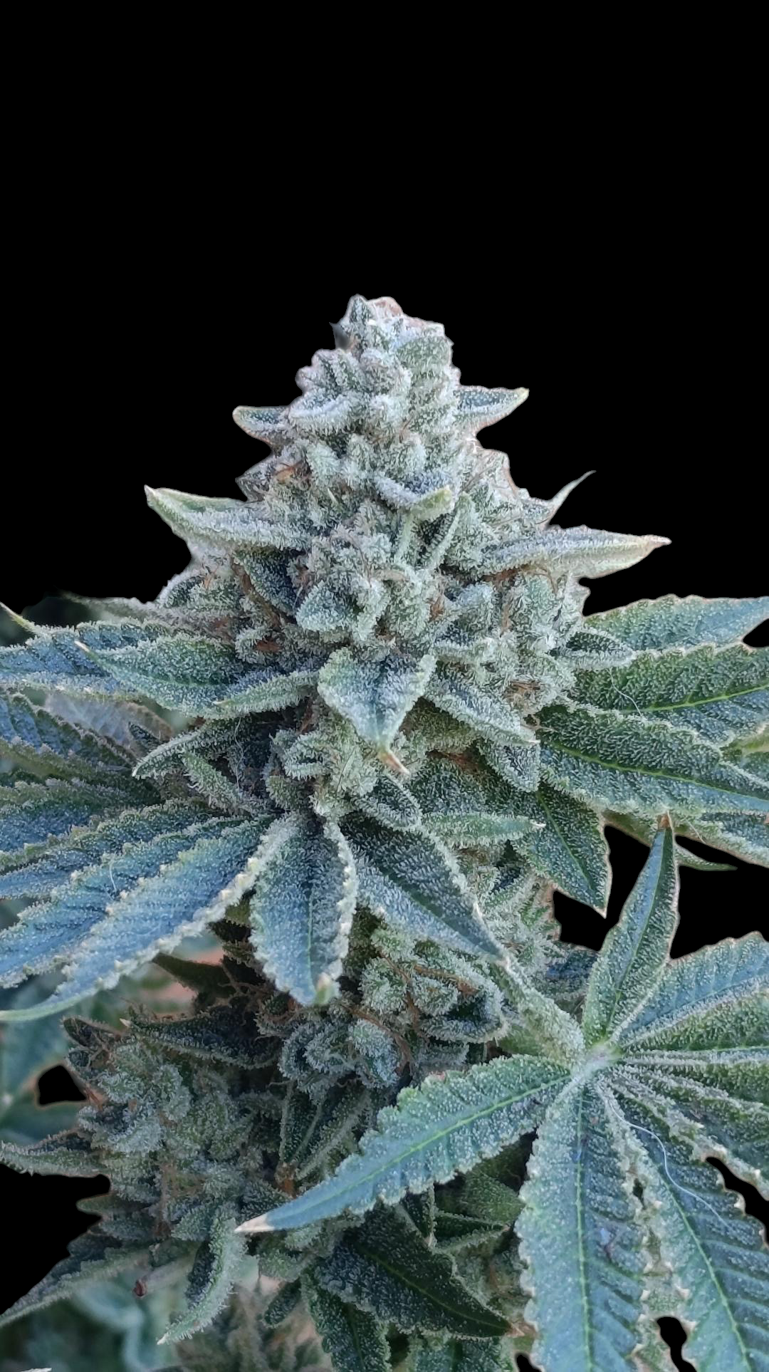 Zour MelonZ