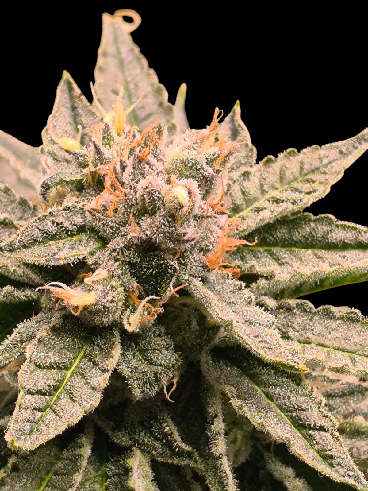 Mint & Peaches© (Blue Peach × Mentha de Croco Bx1 Fern)