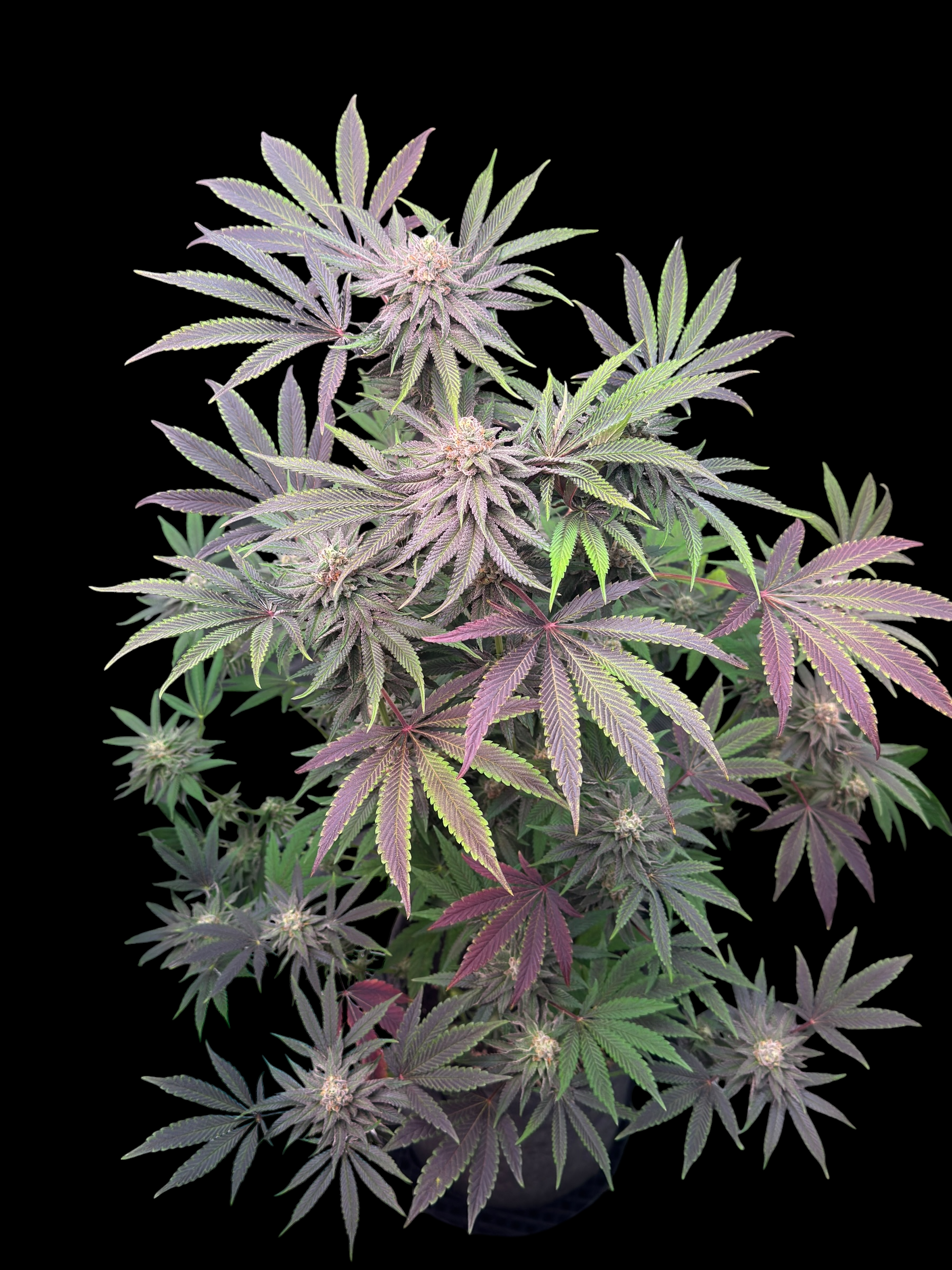 Yellow Soda (Gelonade x Sprizter)