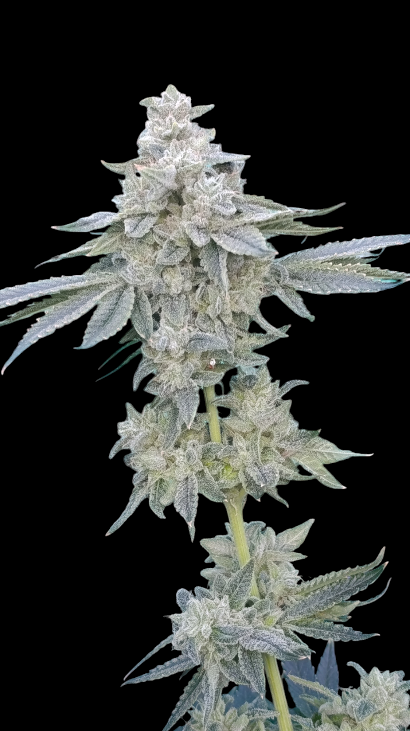 Zour MelonZ
