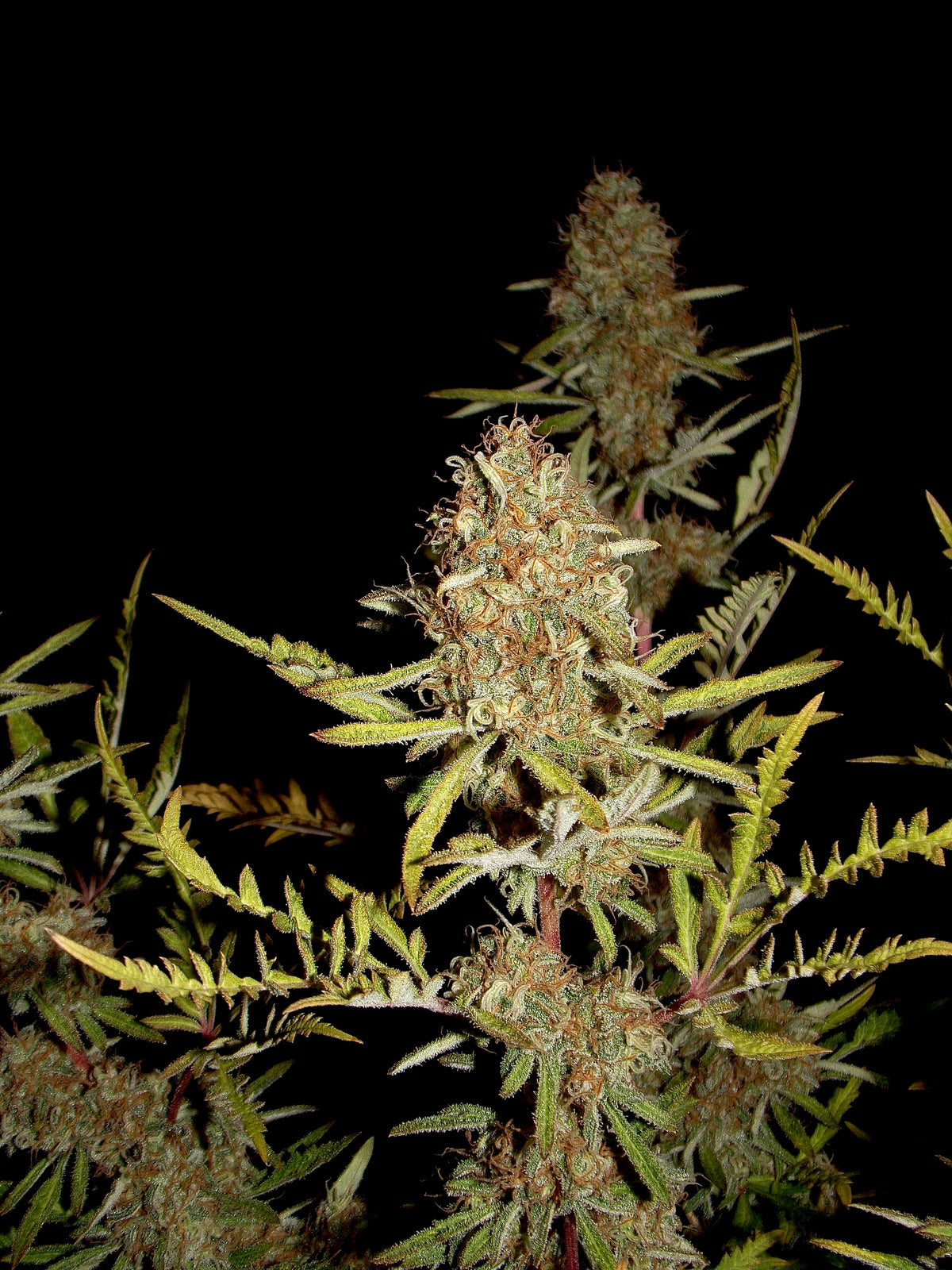 Banana Chem Freak© (Banana Punch Freak x Blueberry Vintage Freak x Mentha de Croco F3 "Fusion Raptor")