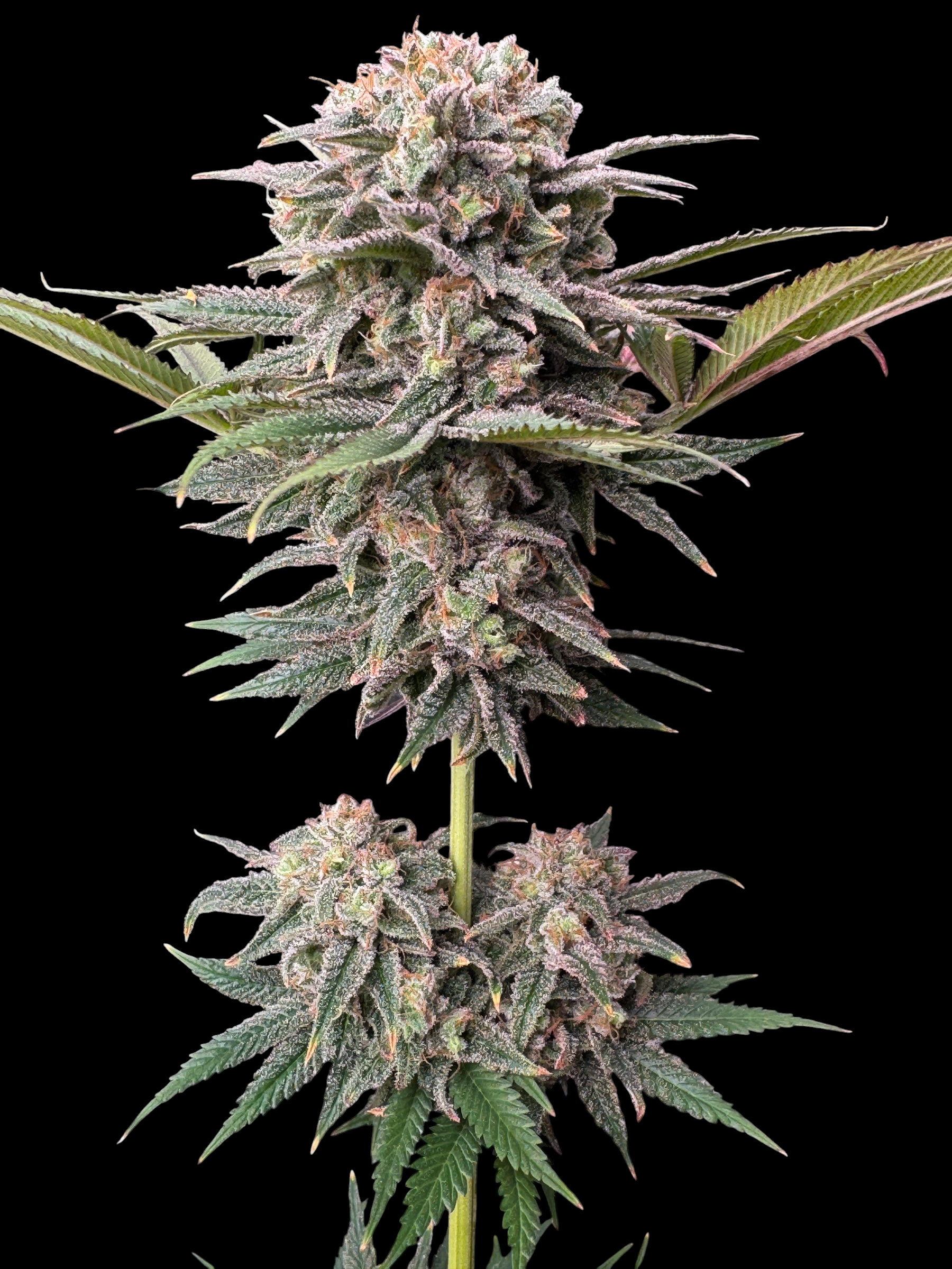 MACandarin (Forbidden Fruit Cake x (MAC x Mandarin Squeeze)