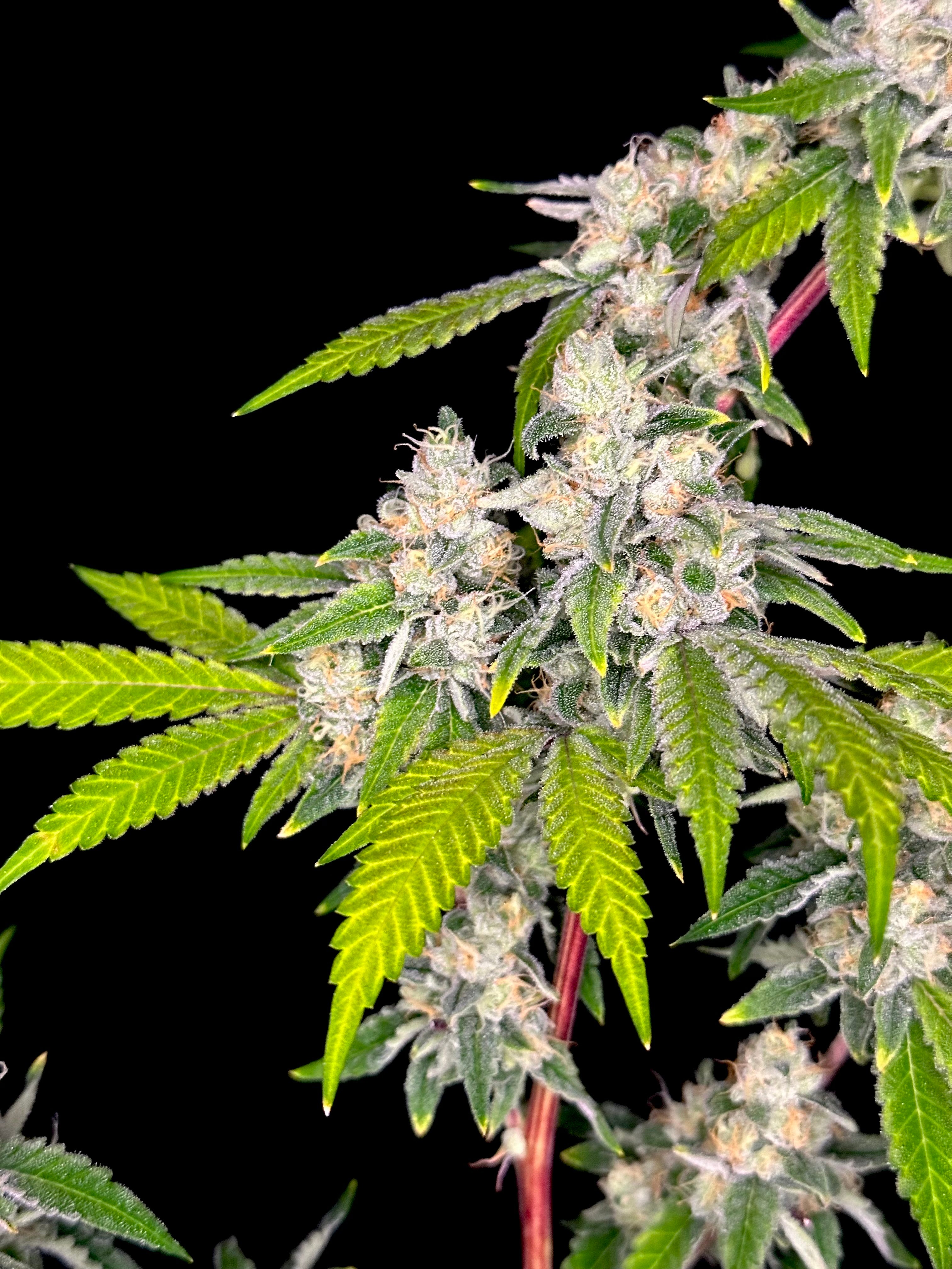 Sour Menthol Banger© (Sour Melon x Headbanger) x Mentha de Croco Bx1 Fern)