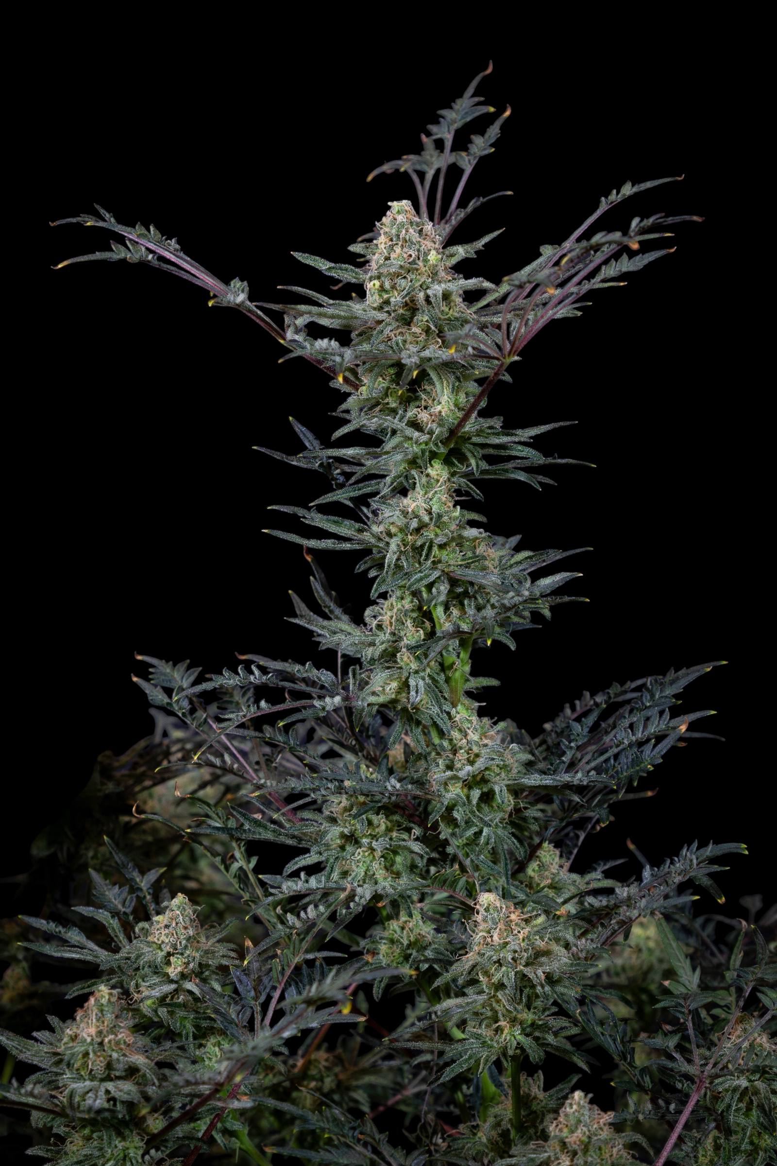 Cheese Mints (Cheddar Mintz x Mentha de Croco Bx1 Fern)