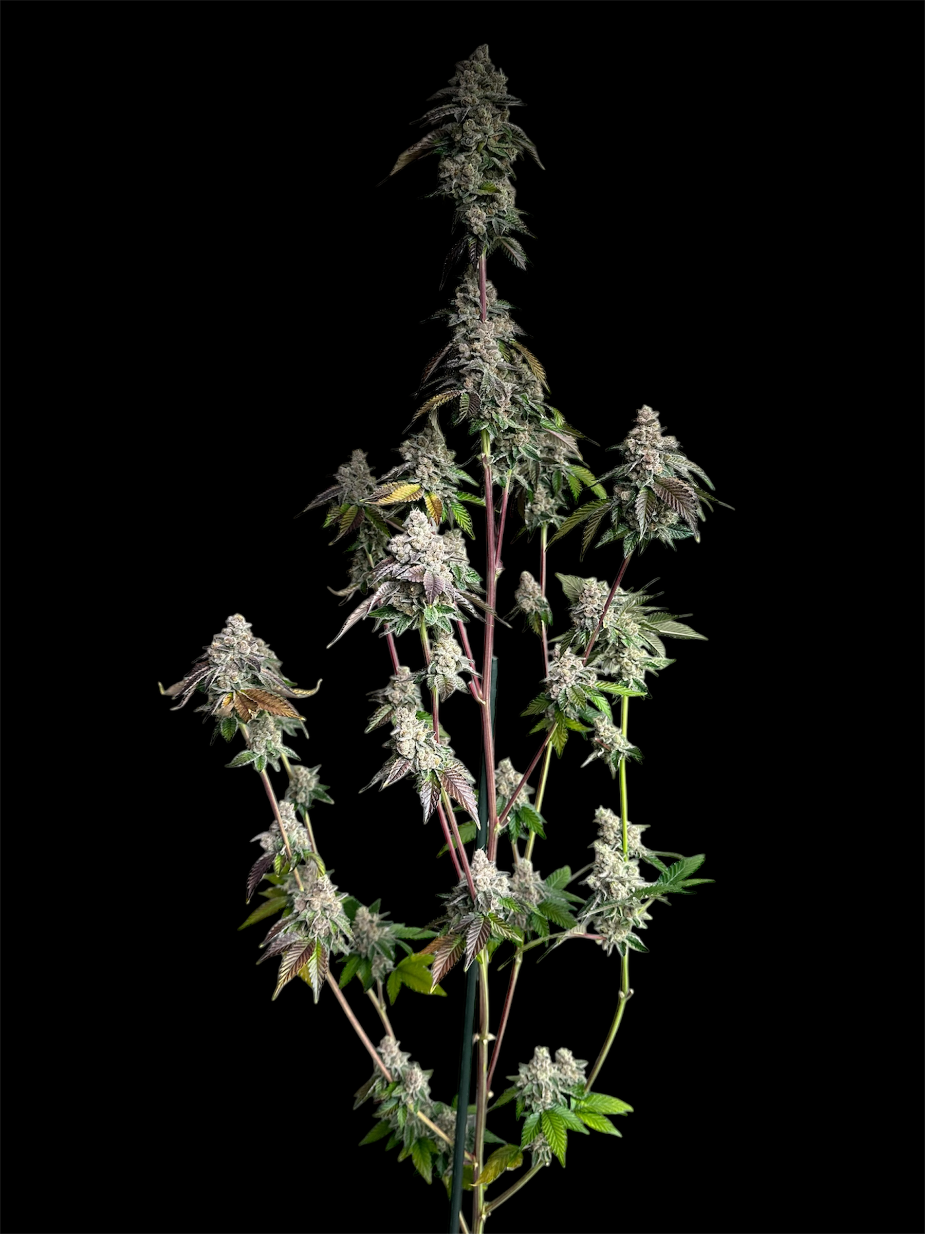 Mandarin Squeeze© (Forbidden Fruit Cake x Old Widow 90’s)