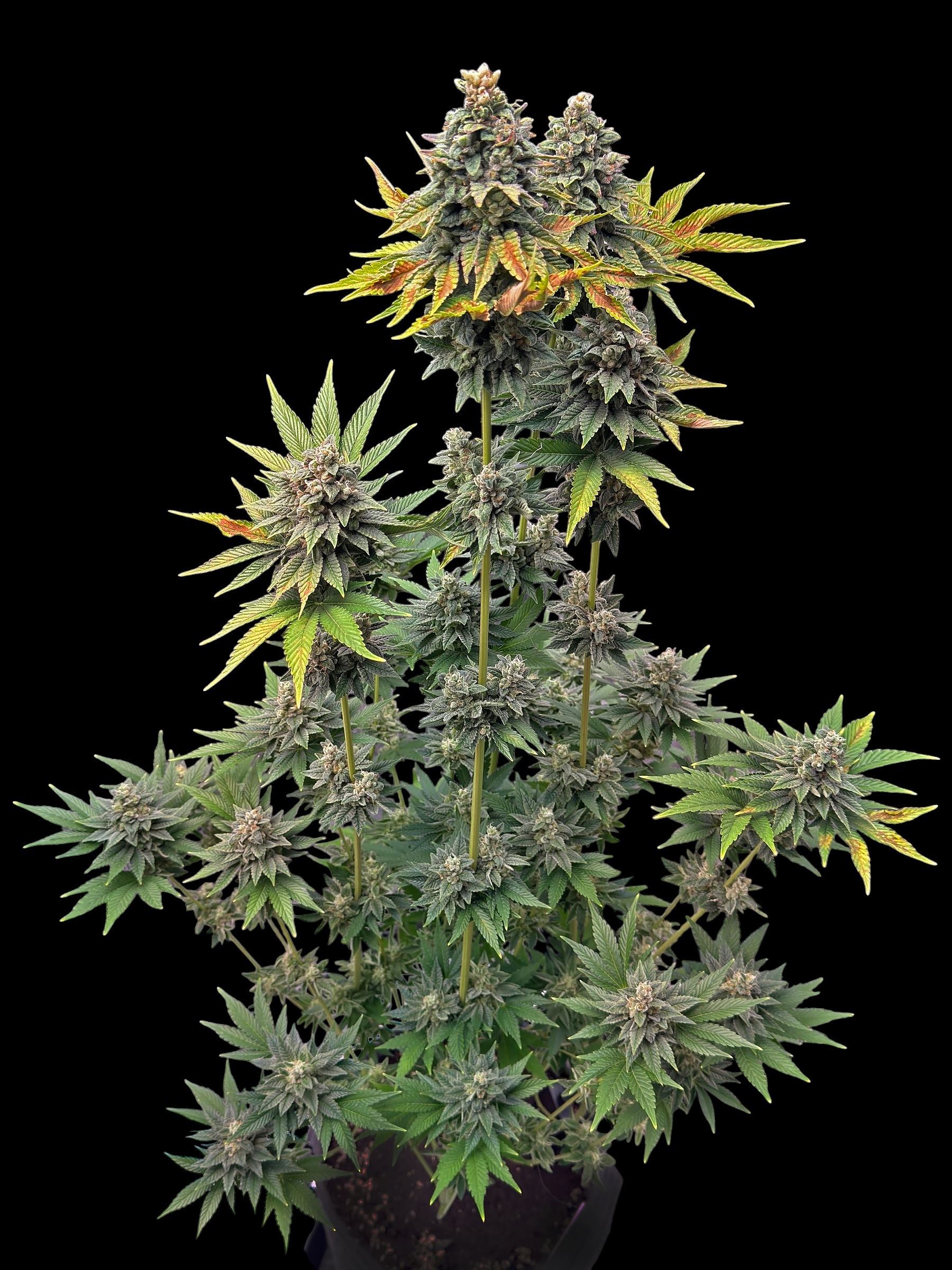 Durian Explosion (Forbidden Fruit Cake X Skunk Haze)