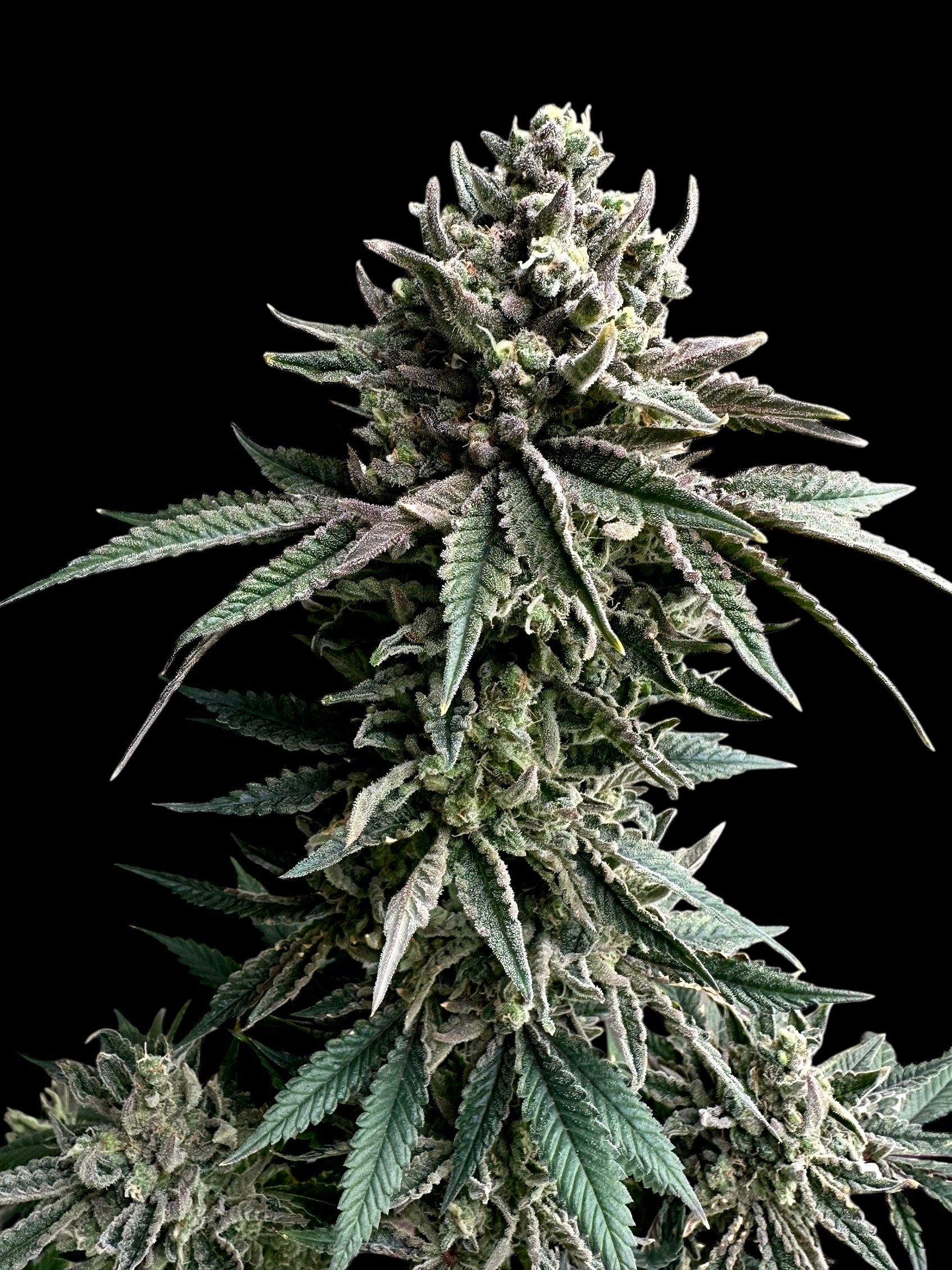 Cheddar Mintz© (Melon Cheddar x Mentha de Croco F1 "Fern-Type")