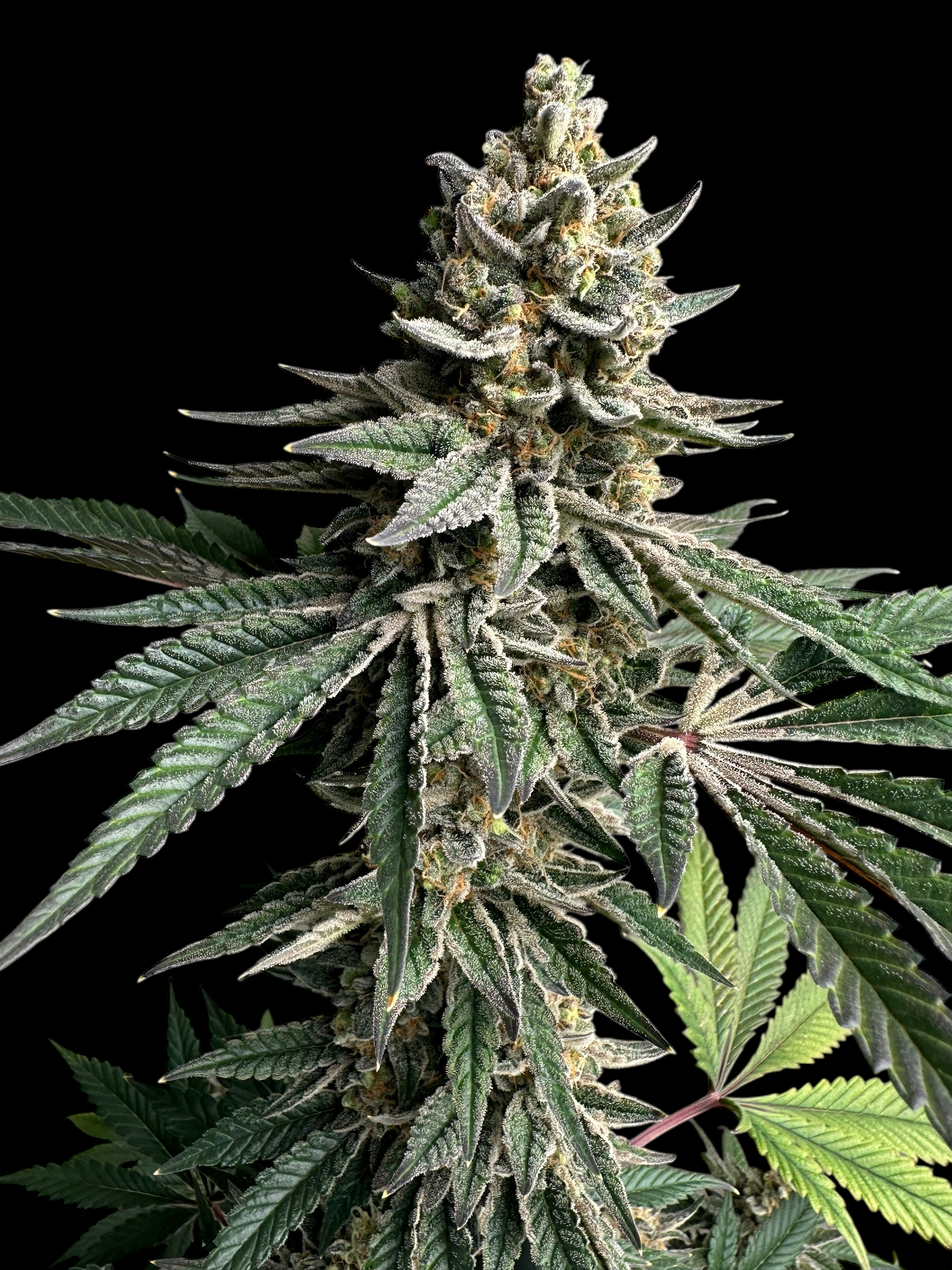 Remintz© (Golden Dust x Mentha de Croco F1 "Fern-Type")