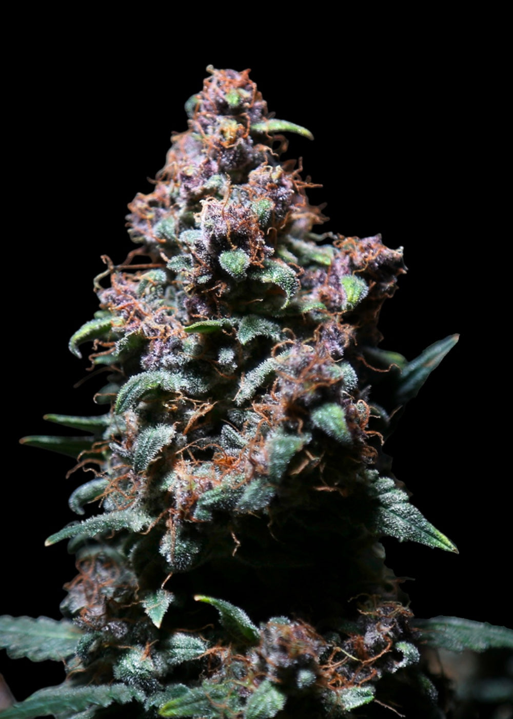Platinum Ape Auto© Fem