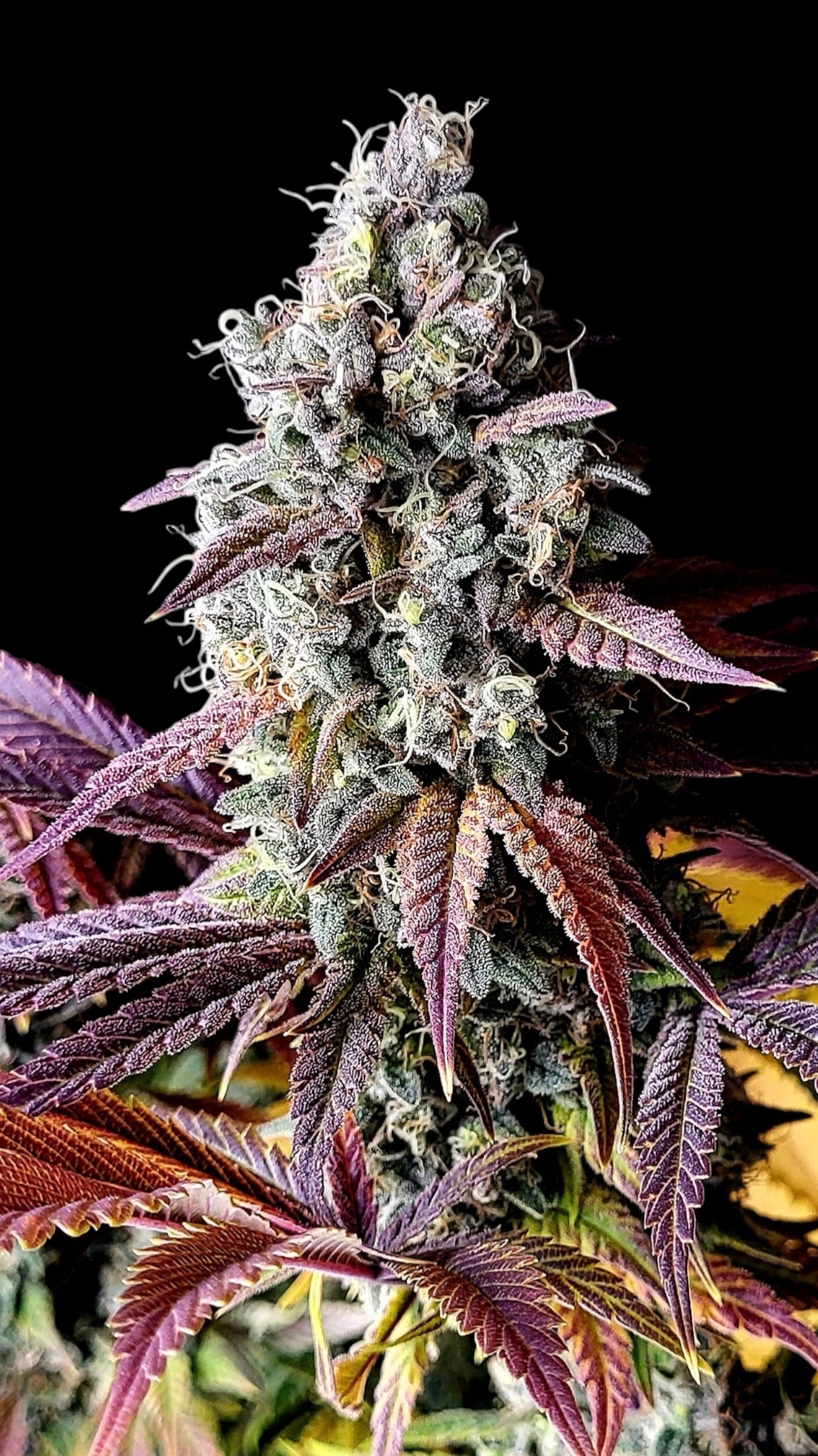 Mentha de Mandarin© Fem