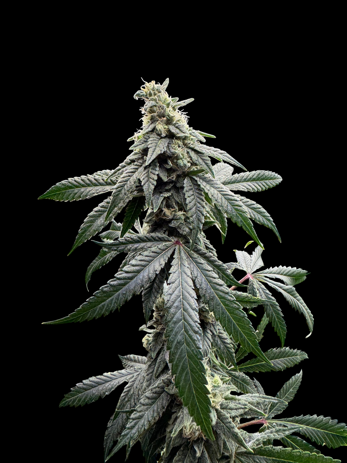 Sour Menthol Banger© (Sour Melon x Headbanger) x Mentha de Croco Bx1 Fern)