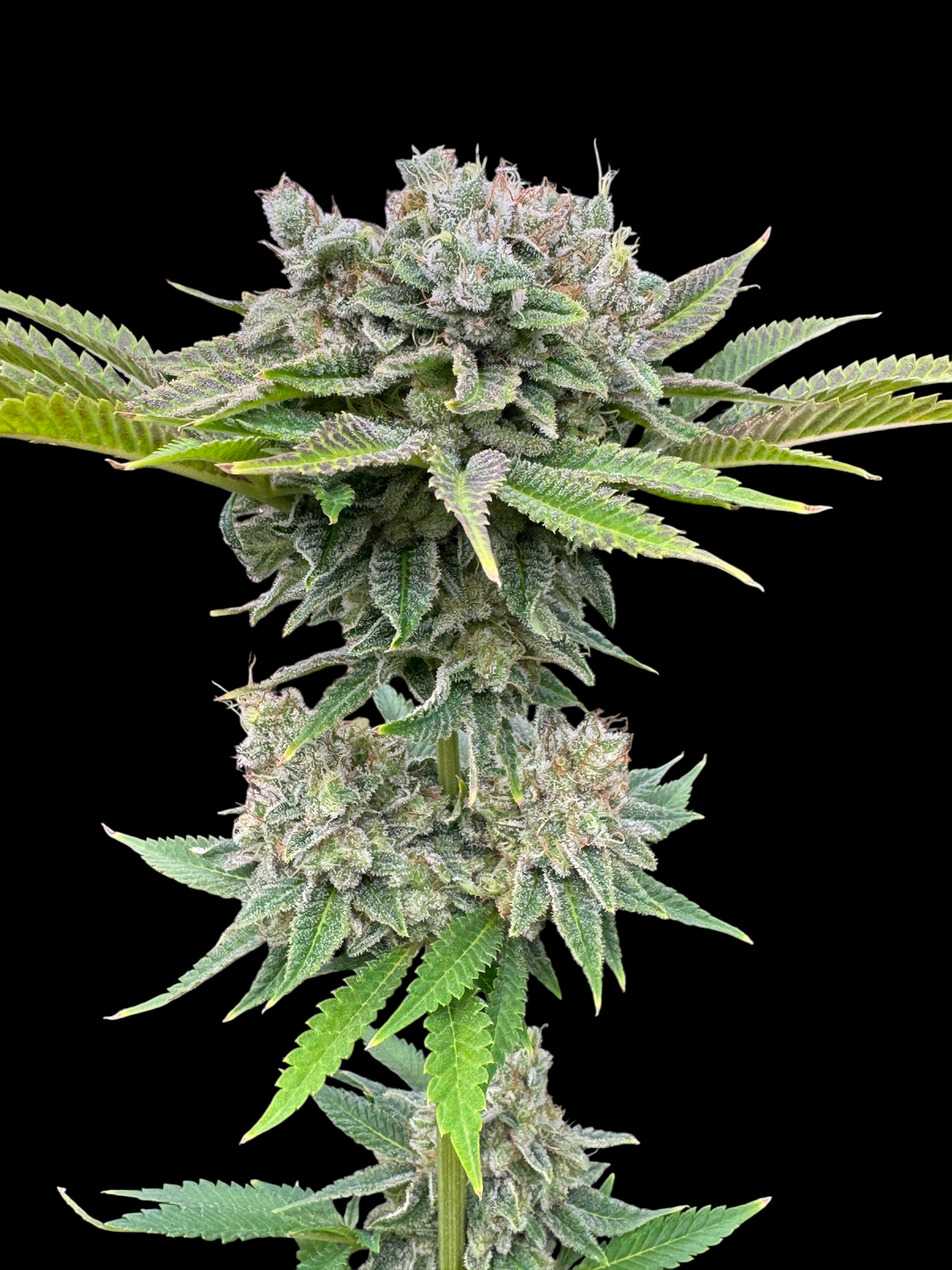 Fruit Trees© (Forbidden Fruit Cake x Mentha de Croco Bx1 Fern)