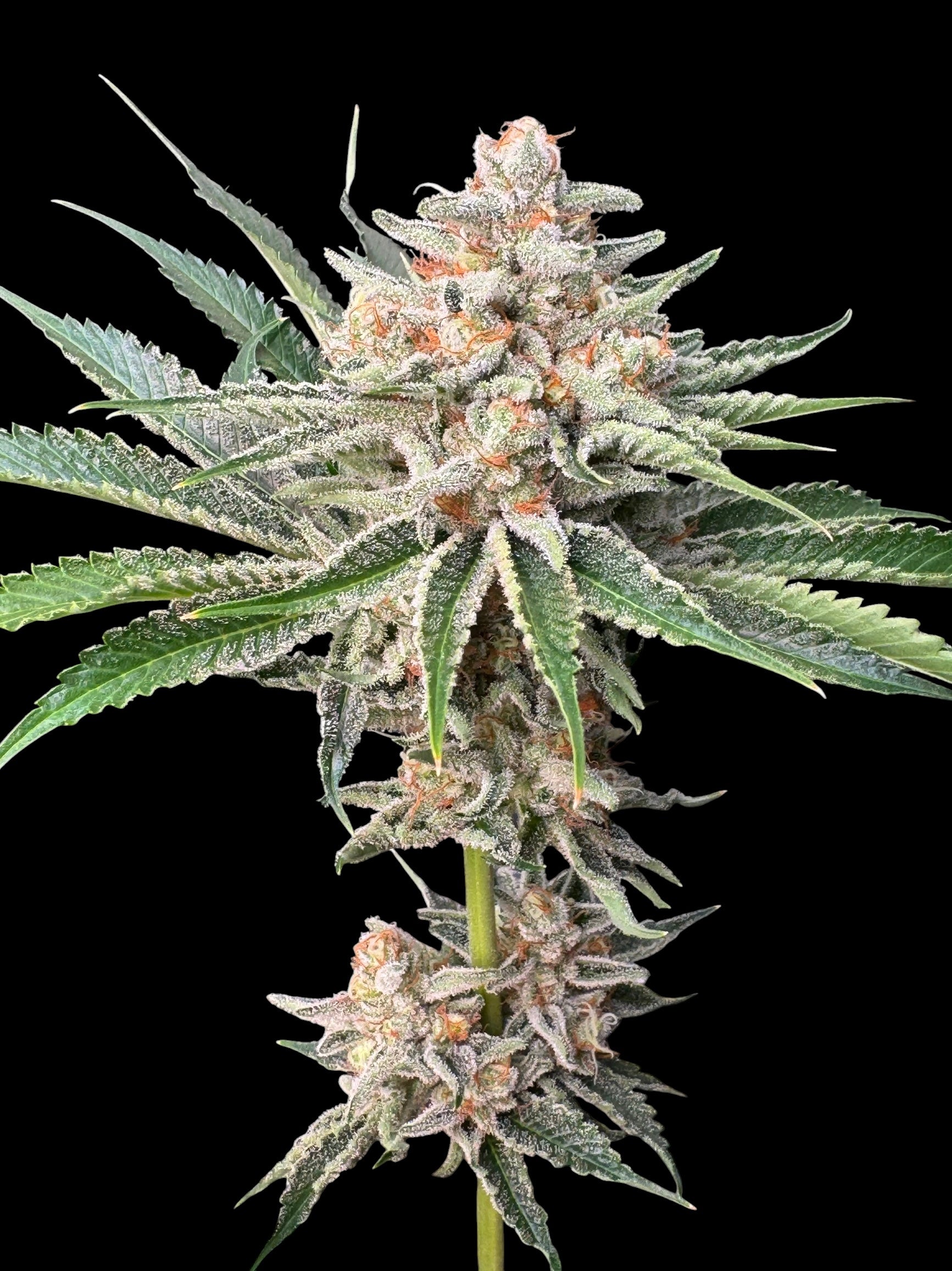 SourCenter OG