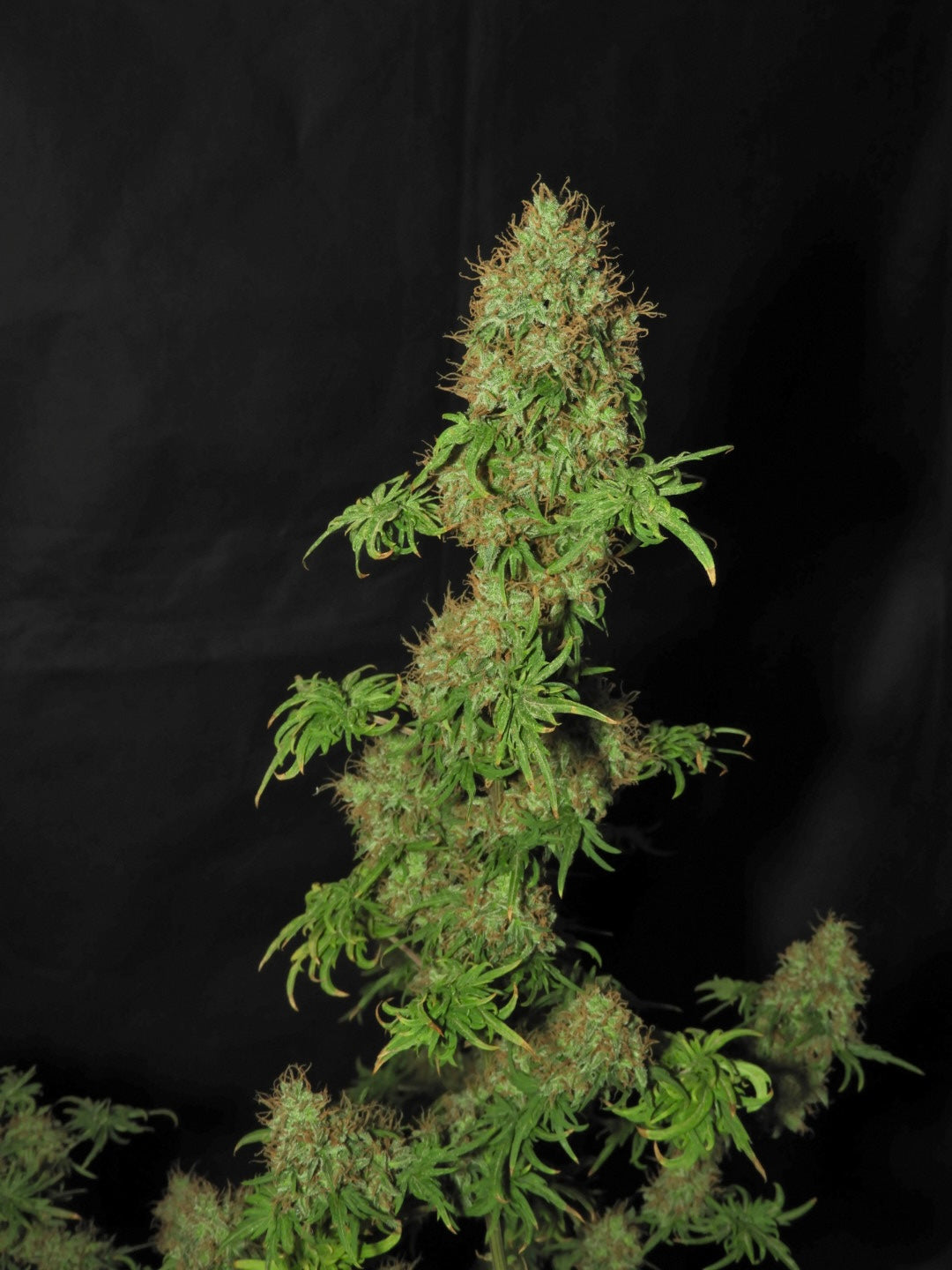 FlowOG ABC© (Flo Fusion ABC x Purple Urkle OG Dooligah F2)